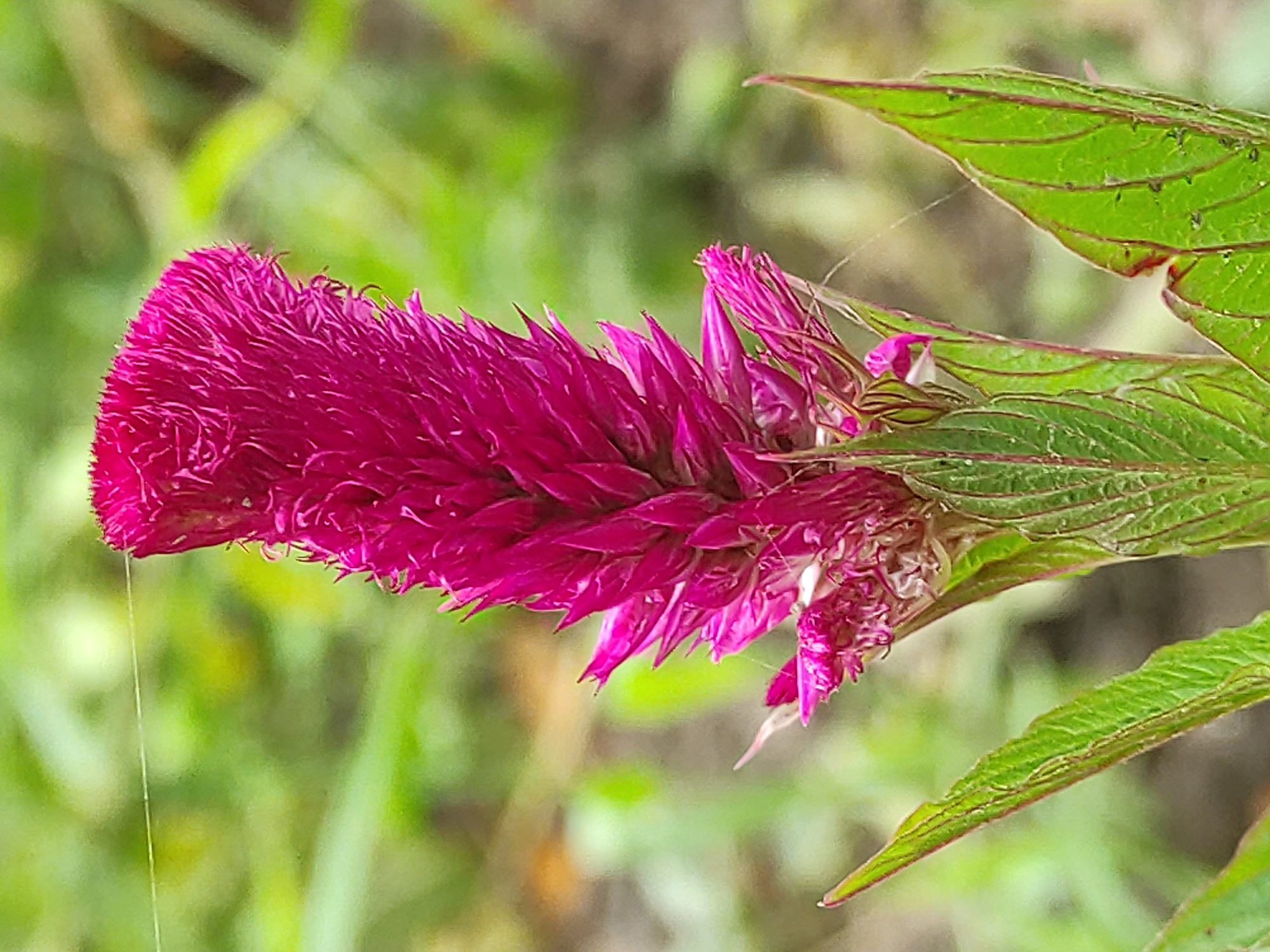 A vertical, close-up, eye-level, outdoor shot focuses on a vibrant pink cockscomb flower. The flower head is a dense, fuzzy spike with individual florets extending upwards and outwards, resembling a crest of feathers. The color is a deep fuchsia, with lighter pink accents at the tips of some florets. Below the flower head, green leaves with prominent red veins are visible, some serrated along the edges. A fine, almost invisible strand of spiderweb stretches across the upper left portion of the image. The background is a soft blur of green foliage and hints of brown earth, suggesting a natural or garden setting. There are no people or animals present. The lighting is natural and diffuse, casting no harsh shadows.
