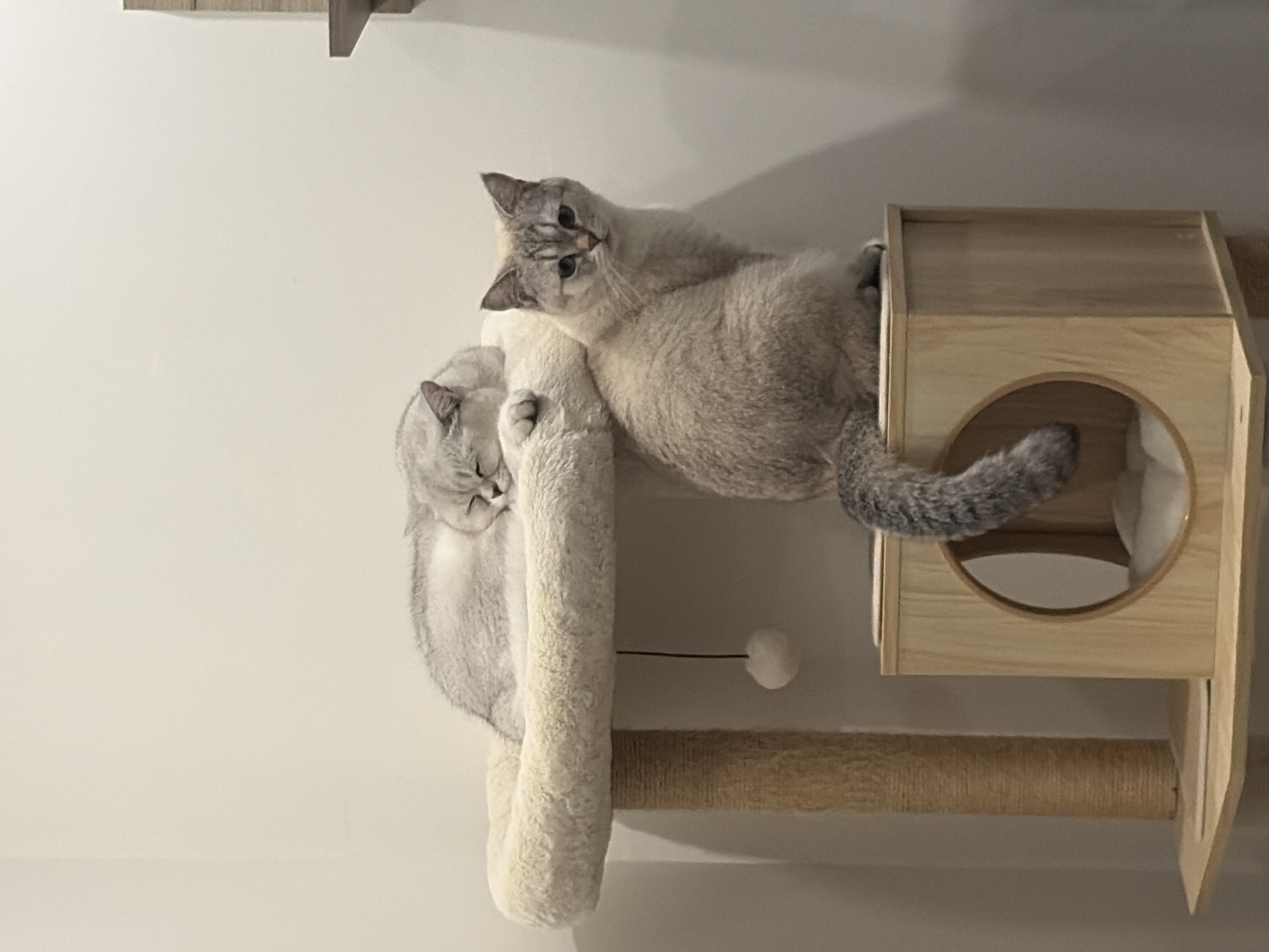 Two domestic cats, likely a light-colored breed such as British Shorthair or a similar mix, are resting on a multi-level cat furniture unit. The cat on the left is curled up, appearing to sleep soundly on a plush, off-white curved perch. Its eyes are closed, and its light grey fur with subtle tabby markings is visible. To the right, another cat with similar light grey fur and tabby patterns is lying on a light wooden cat condo. This cat is awake, looking directly at the viewer with bright, alert eyes and a slightly tilted head, conveying curiosity. Its tail, with prominent tabby rings, hangs down from the condo.
The cat furniture comprises a soft, cushioned curved bed, a wooden cubby-house style condo with a circular opening, and a sisal-wrapped scratching post extending downwards. A small white pom-pom toy hangs near the sleeping cat. The background is a plain, light-colored wall, indicating an indoor setting, likely a home. The lighting is soft and ambient. The image is rotated 90 degrees clockwise, presenting the scene vertically. No text is visible in the image.