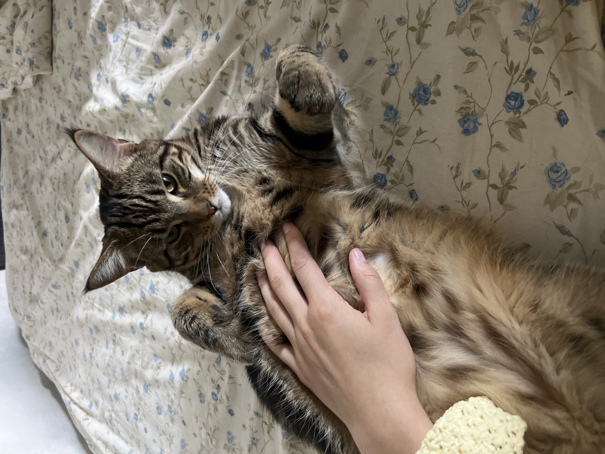 A tabby cat is lying on its back on a bed with a floral patterned duvet. A human hand is petting the cat's belly. The cat has green eyes and is looking at the camera. The bedding is white with small blue flowers and green vines. The lighting suggests an indoor setting, possibly a bedroom. There is no information available about the location in Nizhny Novgorod, Russia.