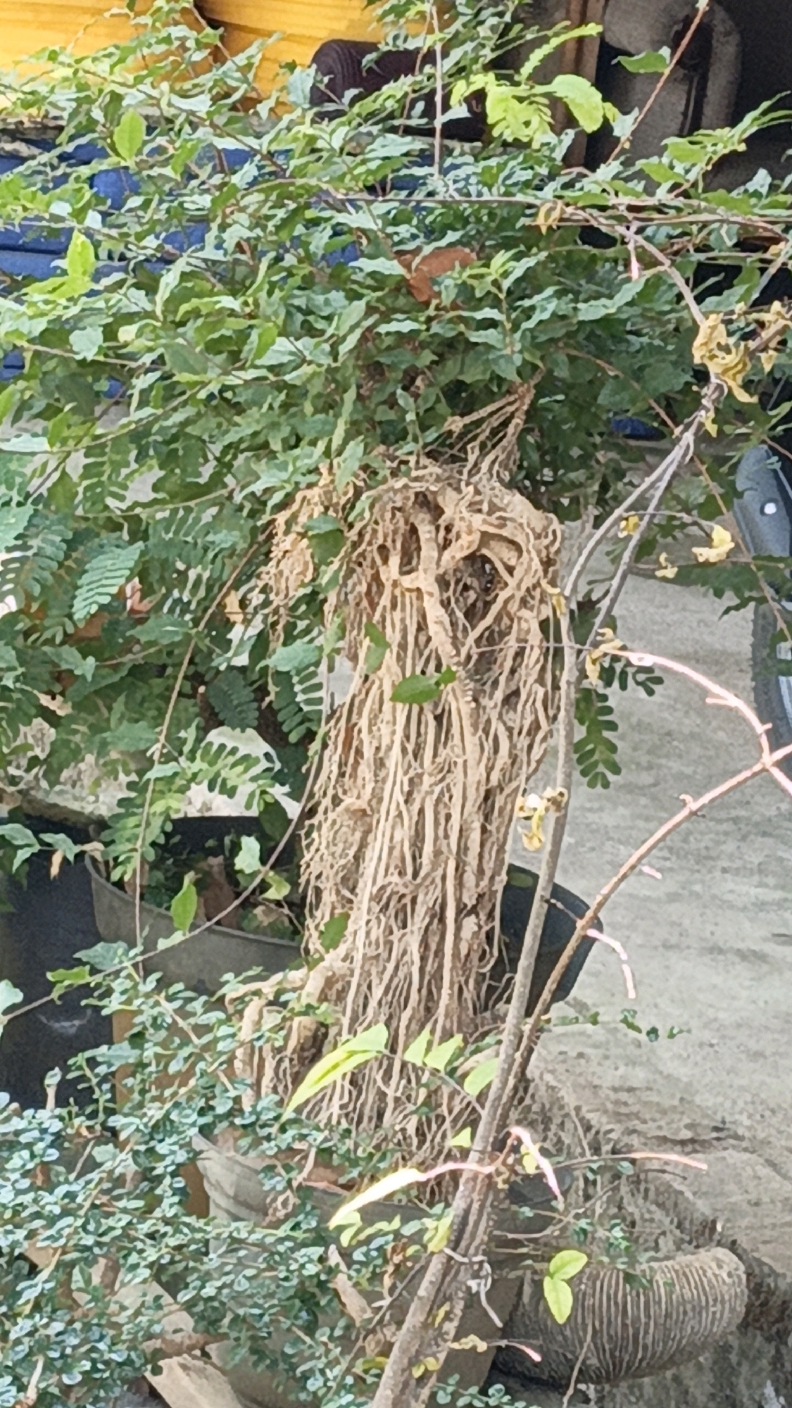 A close-up, eye-level shot captures the exposed, dried root system of a plant, possibly a bonsai or a similar specimen, in what appears to be an outdoor urban setting in Cikal, Indonesia. The plant's roots, a pale tan color, are densely interwoven and hang down, obscuring the base of the plant and a dark pot from which they emerge. Lush green foliage, with small, compound leaves, surrounds the upper portion of the plant and extends to the left and into the foreground. Some of these leaves are a vibrant green, while others show signs of yellowing or dryness. Thin, dry branches with a few small yellow flowers are visible on the right side, extending from the main plant structure. In the background, a textured concrete surface is visible, and a portion of a dark object, possibly a vehicle tire, is present on the far right. The overall impression is of a well-established plant with a prominent, untamed root structure situated in a somewhat neglected urban environment.