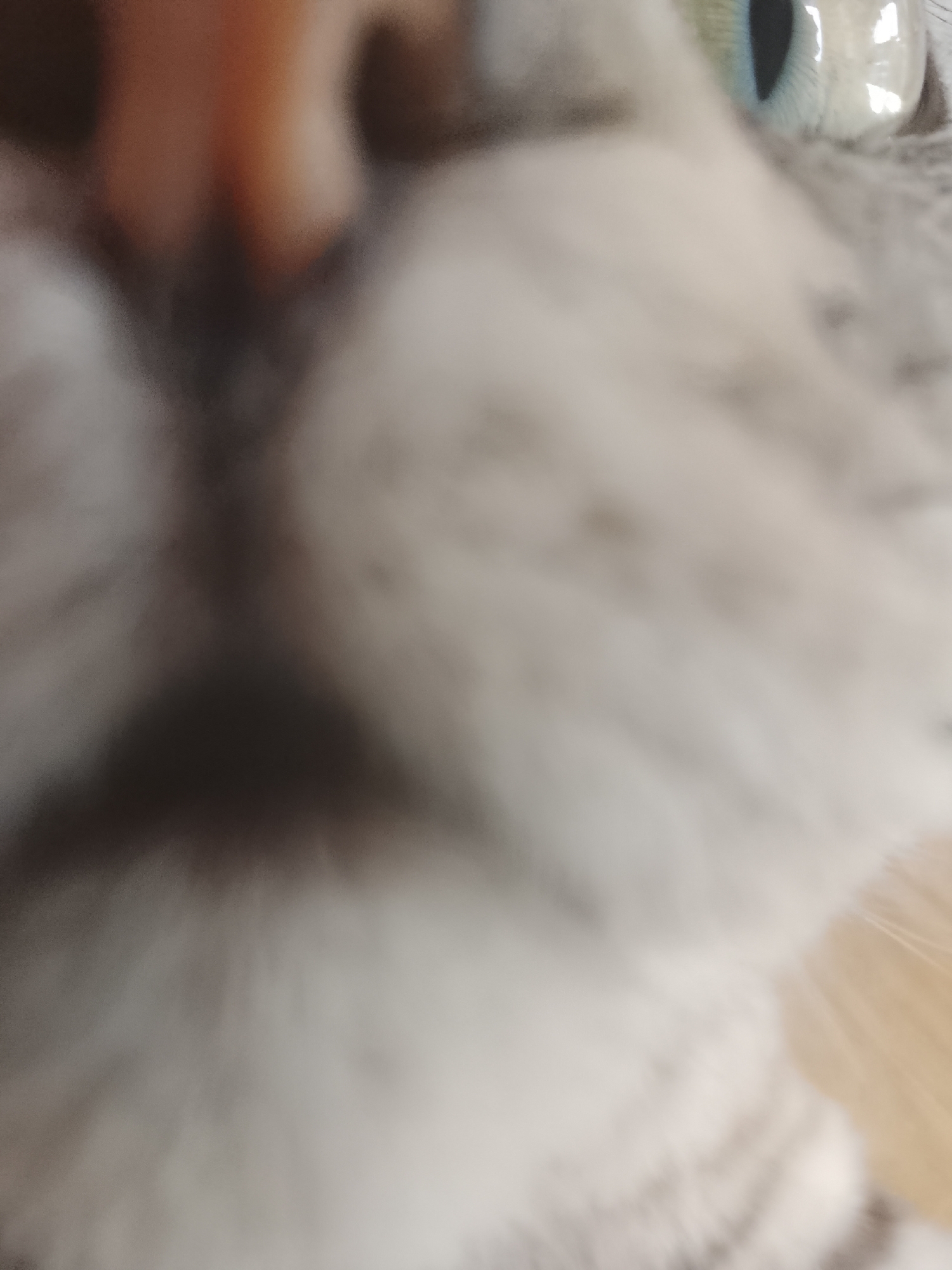 A close-up, blurry image focusing on the face of a cat. The cat appears to be silver or light gray with darker markings, with a pink nose. One blue-green eye is visible in the upper right corner. The location is not discernible in the image; there is no evidence to confirm the location being Высокиничи, Russia.