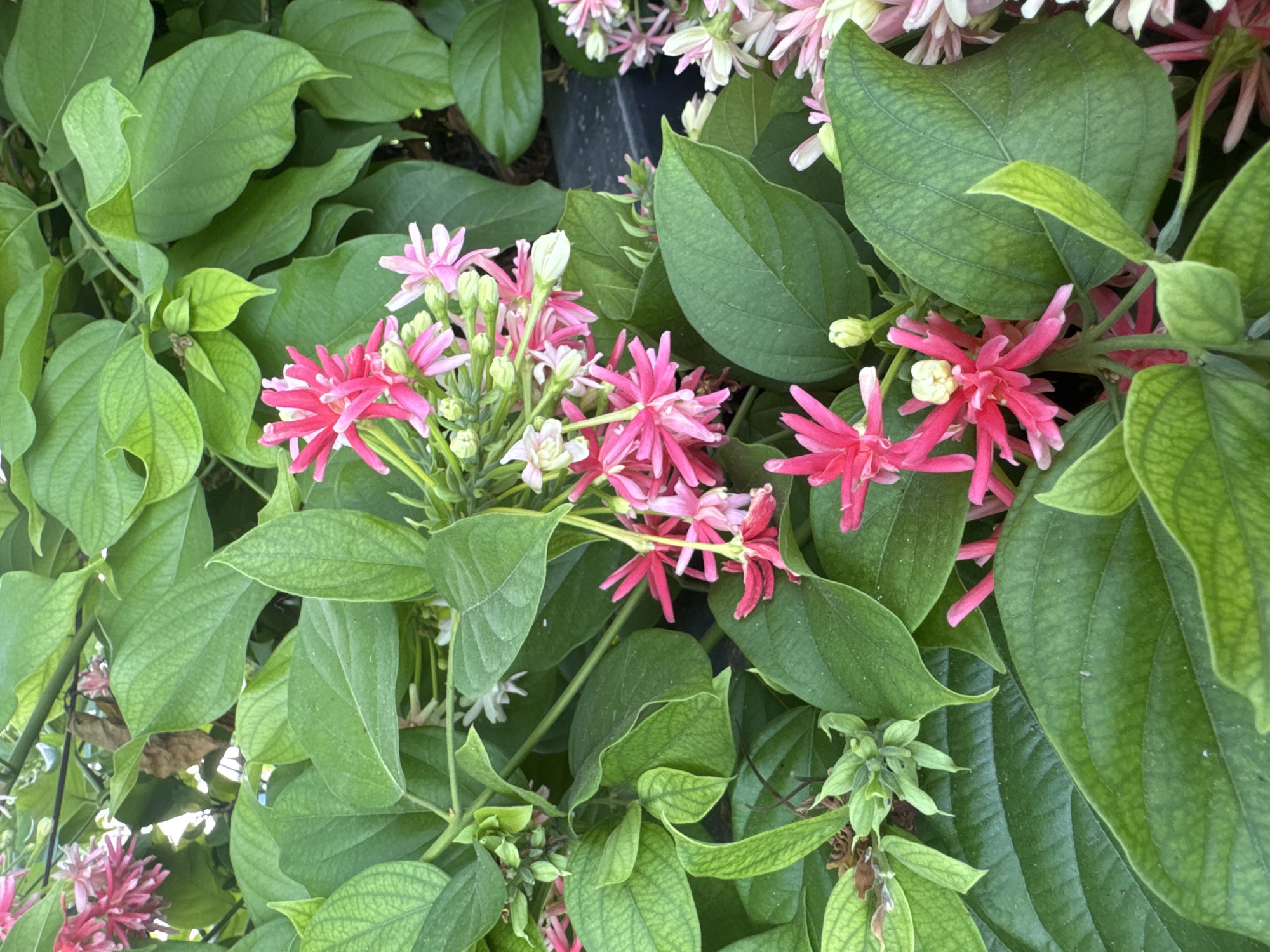 The image shows a cluster of Rangoon creeper plants with pink and white flowers amidst green foliage. The plants appear healthy and vibrant. The location is Nha Trang Ward, Vietnam.