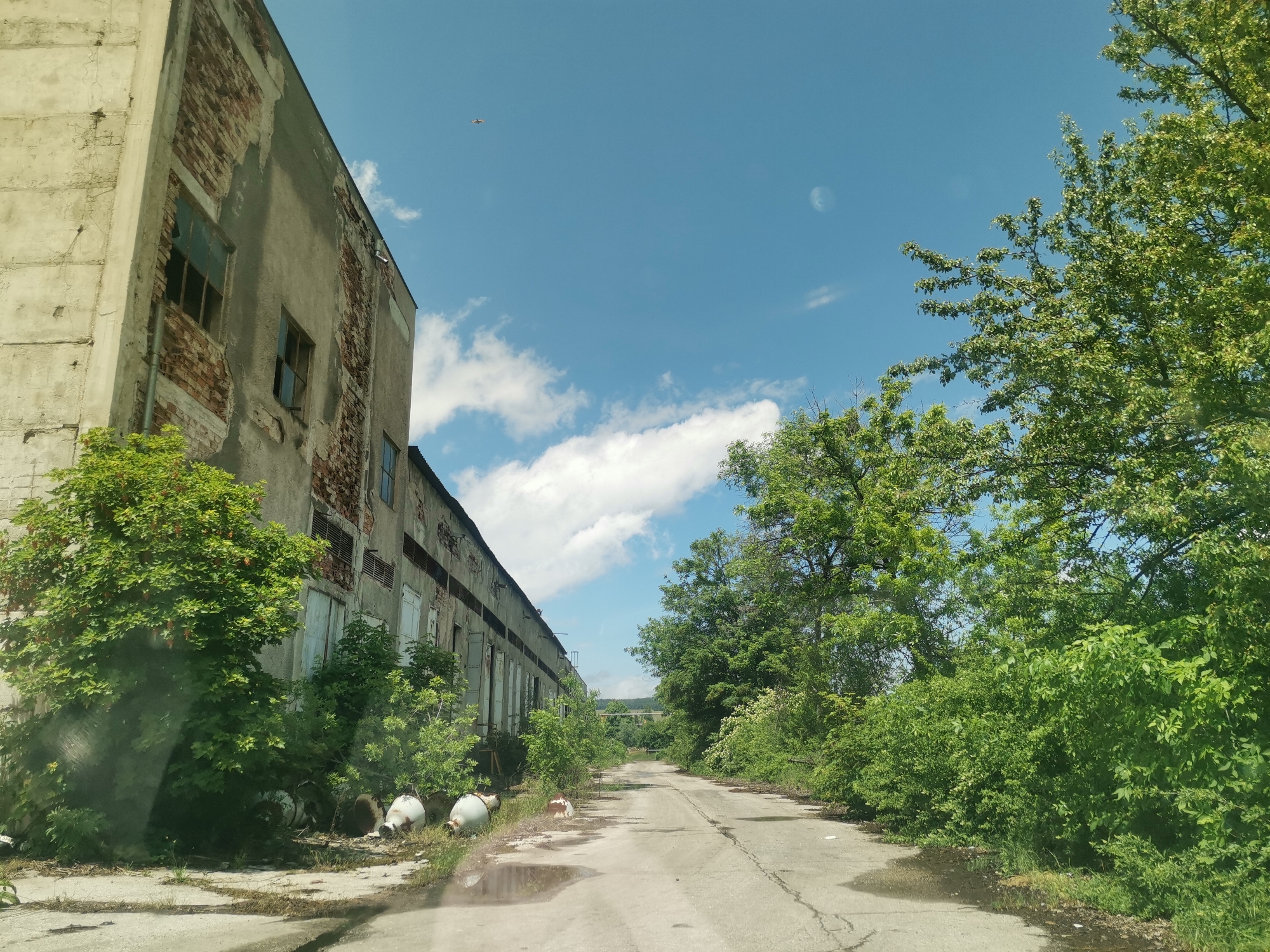 The image captures a long, dilapidated industrial building stretching along the left side of a cracked, paved road. The building's concrete facade is heavily damaged, with large sections of plaster having fallen away to reveal exposed red brickwork underneath. Many windows are broken, some merely empty frames, while others are covered by old, closed wooden shutters. A drainpipe runs down one side of the structure.
Lush green trees and dense bushes line both sides of the road, appearing wild and overgrown, particularly close to the building where a large tree stands prominently. At the base of the building, amidst the undergrowth, several large, light-colored ceramic or concrete pots lie scattered and overturned. The paved road, showing signs of heavy wear with numerous cracks and puddles, leads straight into the distance, disappearing between the dense foliage.
The sky overhead is a clear, vibrant blue with scattered white cumulus clouds. High in the left part of the sky, a small aircraft, possibly a plane or drone, is faintly visible. Towards the right side of the sky, a subtle, circular shape, likely the moon, can be discerned. The scene is devoid of people or active events, conveying a strong sense of abandonment and nature reclaiming an industrial space. The bright daylight indicates it is likely late morning or early afternoon with clear, sunny weather. There is no visible text in the image. The location context suggests this scene is in Zhivkovo, Bulgaria.