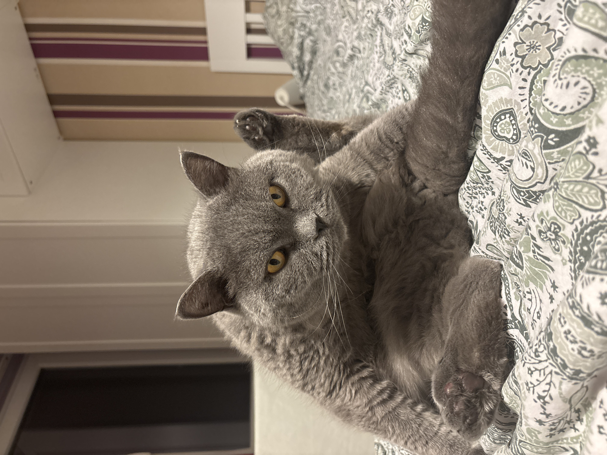 A gray cat lies on a bed with patterned bedding in a room in Sofia, Bulgaria. The cat has yellow eyes and is facing the camera. The wall in the background is striped and the window is dark.