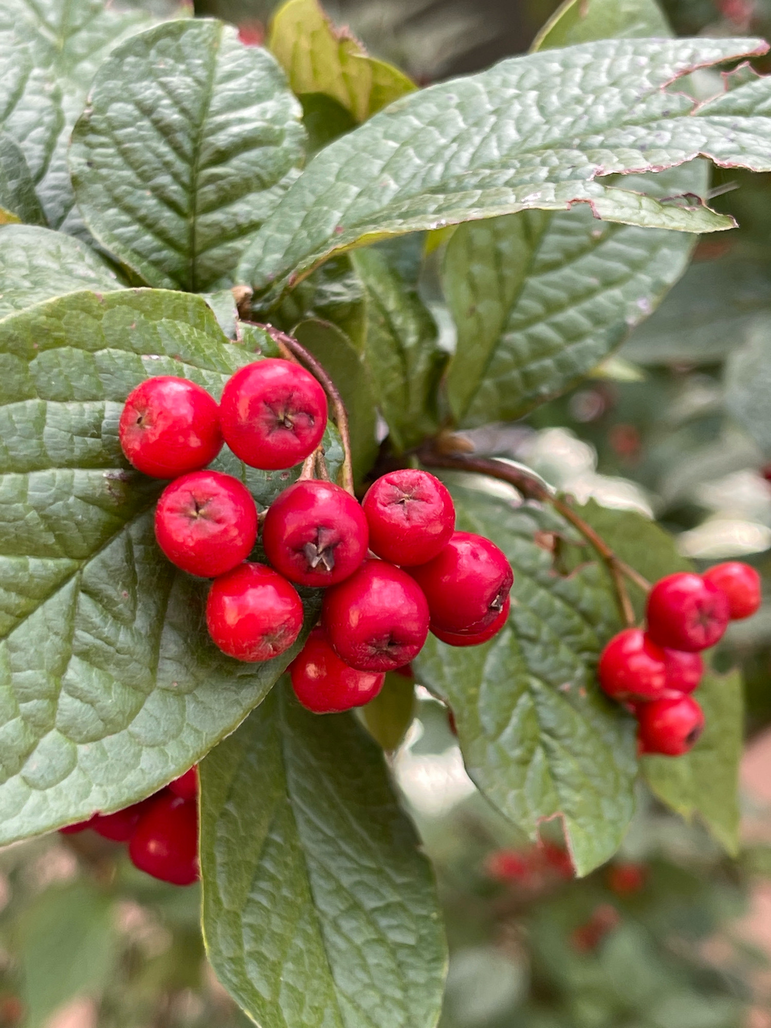 This is a close-up, vertical, outdoor photograph of red berries and green leaves on a plant. The berries are small, round, and clustered together. They are a vibrant red color, with some appearing slightly darker in the shaded areas. Each berry has a small, star-shaped indentation at its apex. The leaves are large, oval-shaped, and have a textured, veined surface. Some of the leaf edges appear slightly serrated or damaged. The background is softly blurred, suggesting a shallow depth of field, with hints of green and lighter, out-of-focus elements that could be more foliage or other parts of the plant. The lighting appears natural, possibly overcast or diffused, as there are no harsh shadows. The overall impression is one of natural beauty and the detail of the plant's reproductive parts.
While the image depicts a plant with berries and leaves, there is no information within the visual data to ascertain its specific location within the city of Konstancin-Jeziorna, Poland, nor are there any people, actions, or interactions depicted.