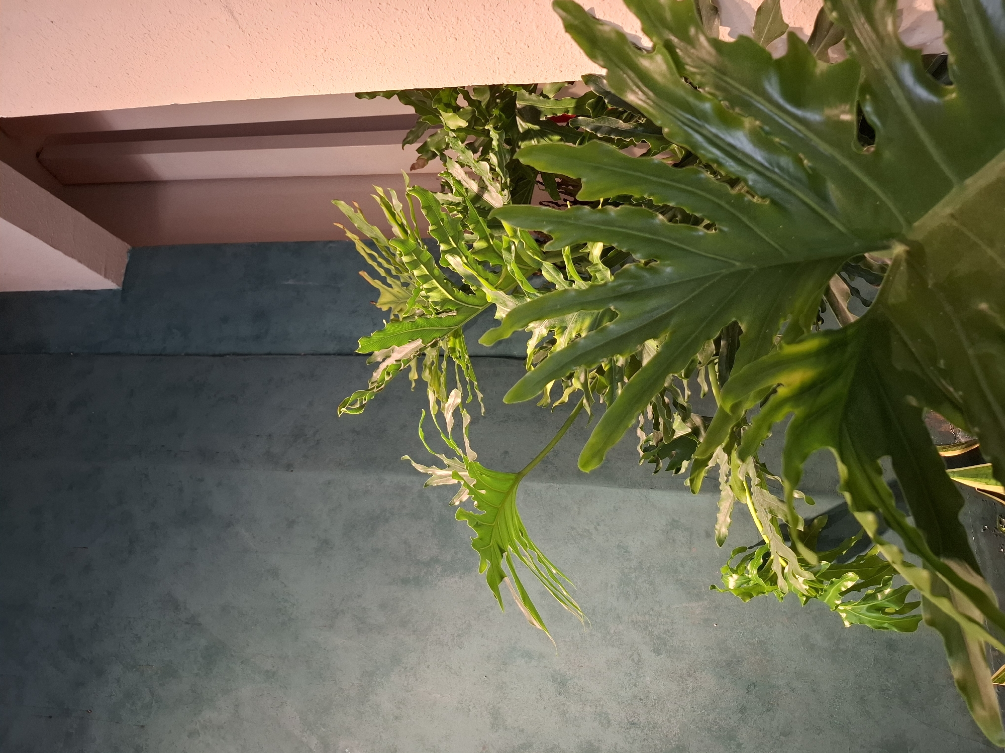 A close-up, low-angle shot of several large, lush green philodendron leaves in a garden setting. The leaves are deeply lobed with wavy edges and prominent veins, some catching the light and appearing almost translucent. They are positioned in the foreground and midground, obscuring parts of the background. To the right of the frame, a corner of a building with a pinkish-white textured wall and an architectural feature creates a contrast in color and material. The background wall is a muted teal or gray-green with a textured, somewhat uneven surface, suggesting it might be stucco or concrete. The lighting is soft, with a warm, pinkish hue illuminating the right side of the image, likely from artificial lighting. The overall impression is one of a vibrant indoor or sheltered outdoor space, possibly a patio or a well-lit corner of a home. The location is identified as Nha Trang Ward, Vietnam.