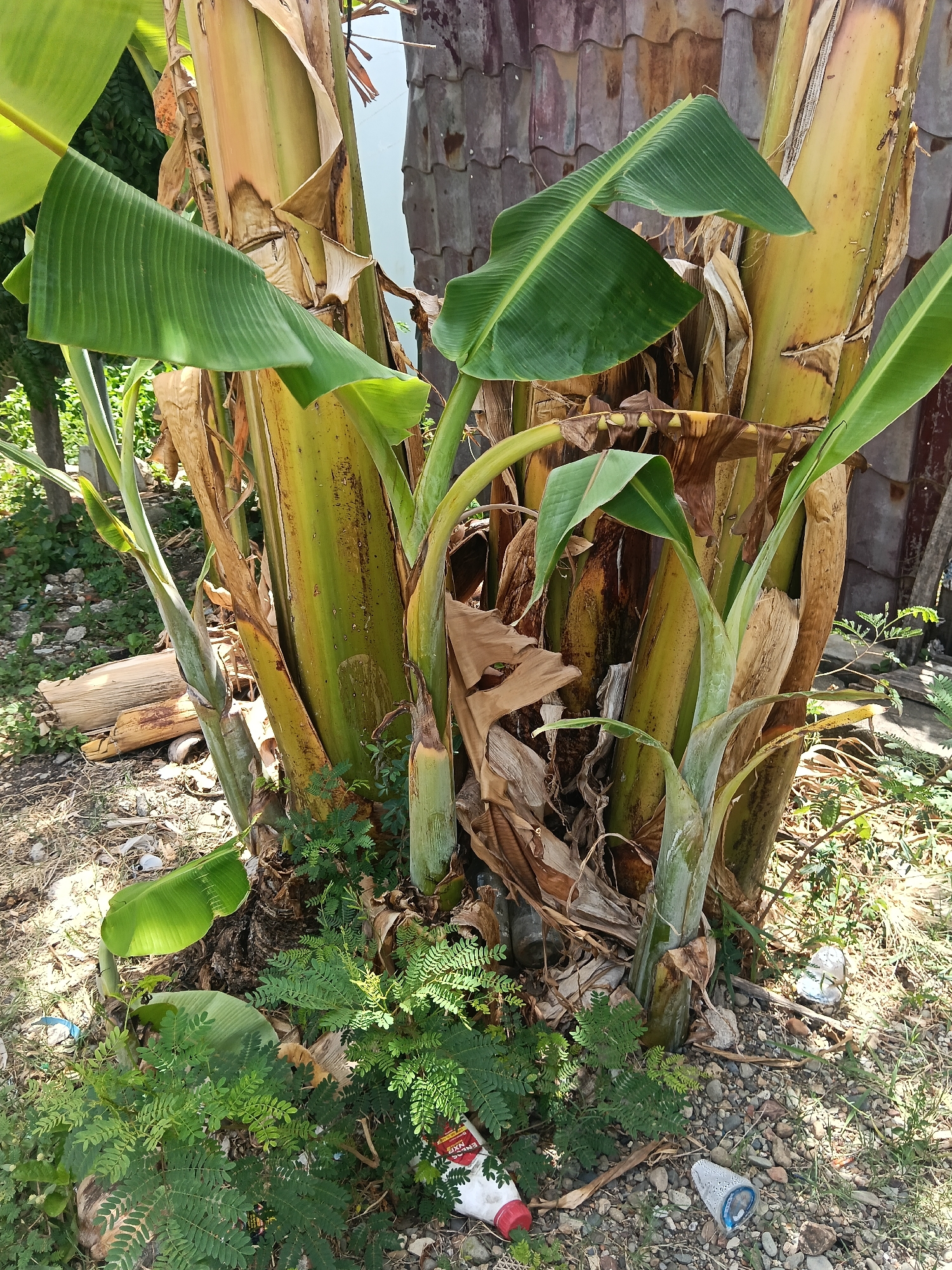The image shows the base of a banana tree with several stalks and green leaves, some of which are unfurling. The surrounding ground is covered with dry leaves, small stones, and some scattered litter, including plastic bottles and a red-capped bottle with text. There is also some green foliage growing at the base of the tree. In the background, parts of a building with a tiled roof are visible. The scene appears to be outdoors, with sunlight casting shadows. The location is identified as Banda Aceh, Indonesia.