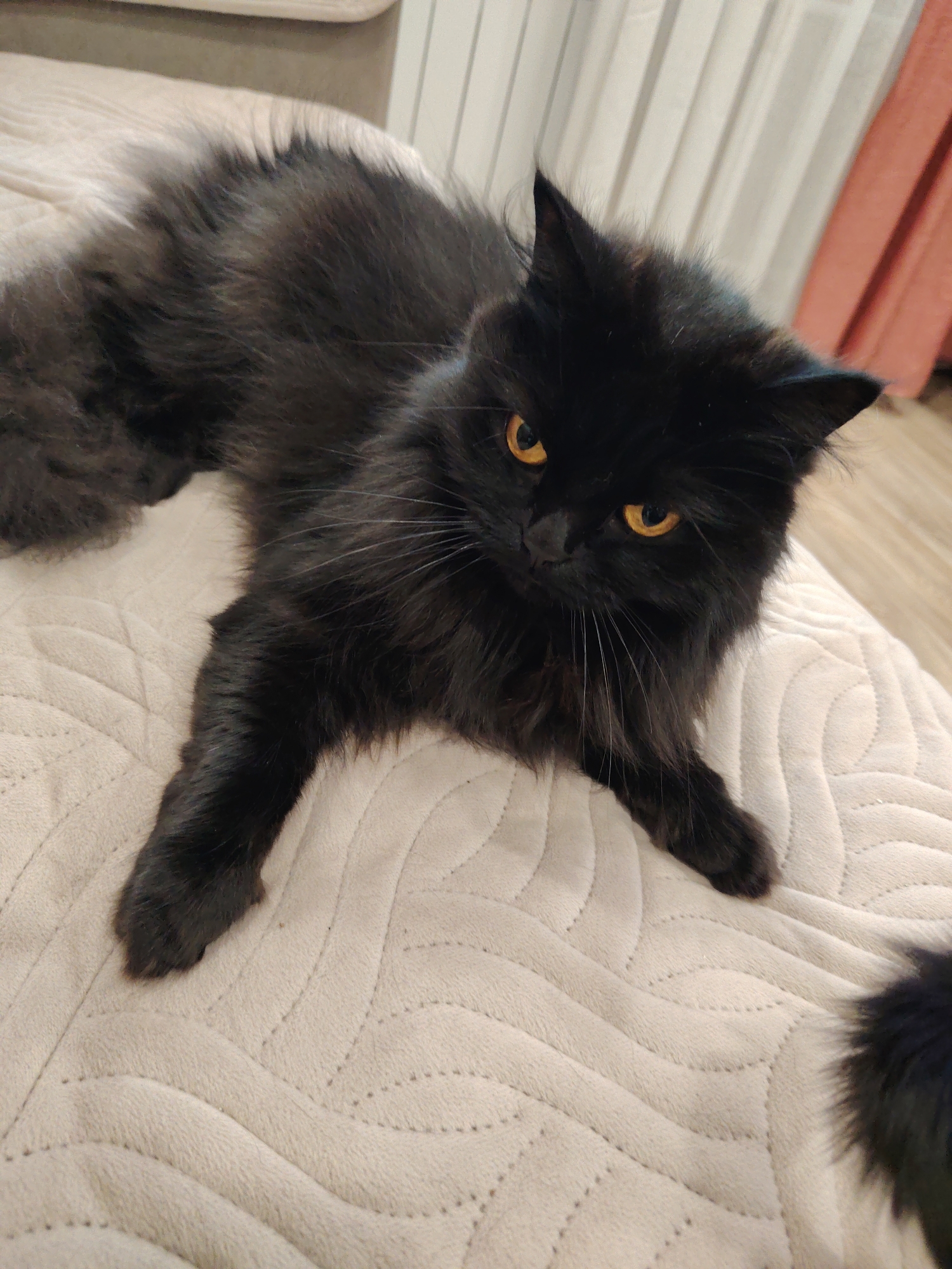 A black, long-haired cat with yellow eyes is lying on a light-colored, quilted surface. The cat is positioned facing the viewer, with its front paws extended. The background includes a light-colored wall and a glimpse of a curtain.