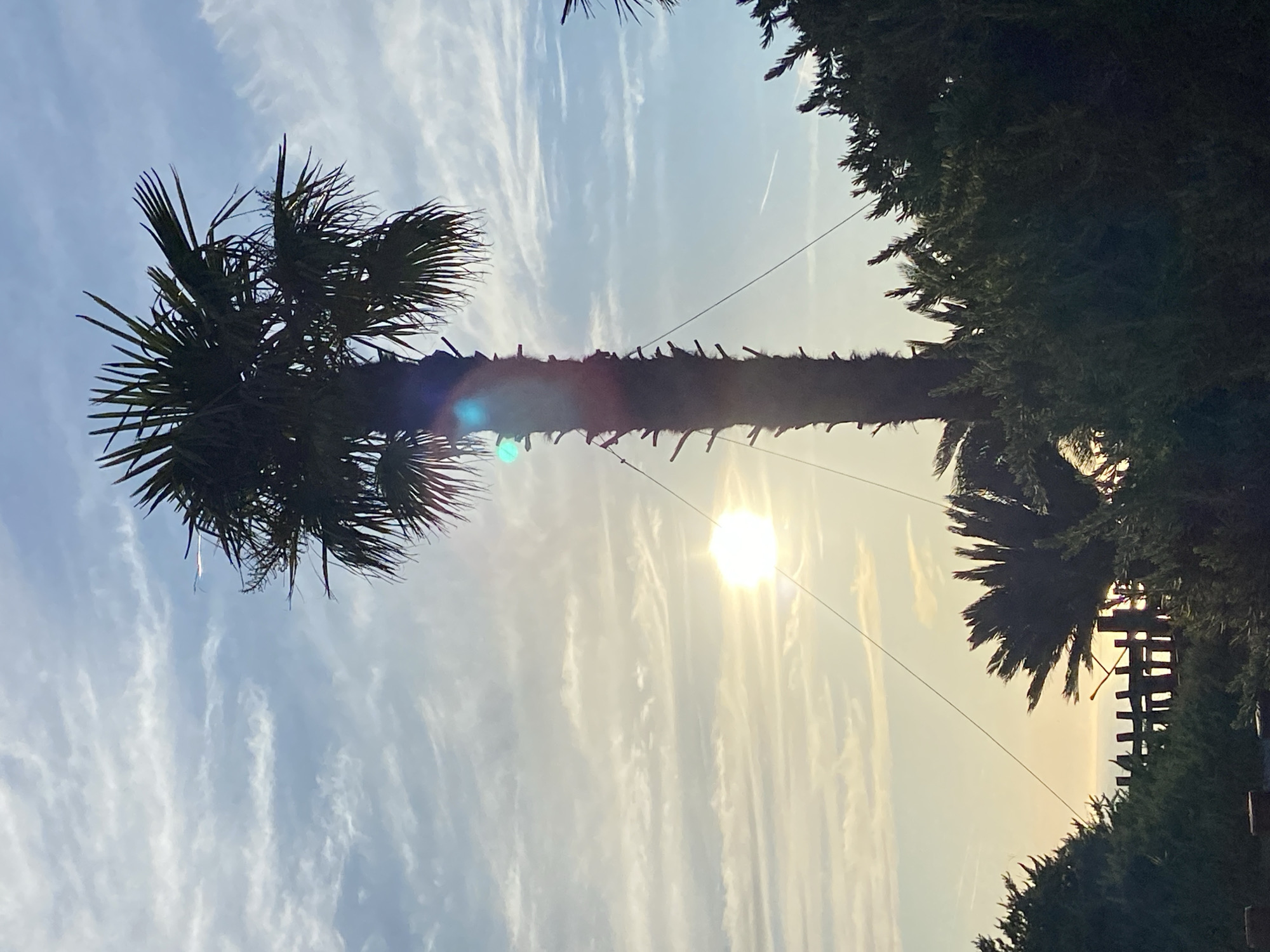The image shows a silhouetted palm tree against a bright, partly cloudy sky. The sun is visible, low in the sky, casting a bright glare and lens flare. There are several other trees and foliage in the foreground and midground, also silhouetted. In the background, a wooden fence and the ocean are visible. A thin contrail from an airplane is present in the sky. The image appears to be taken in Kovačko Polje, Montenegro.