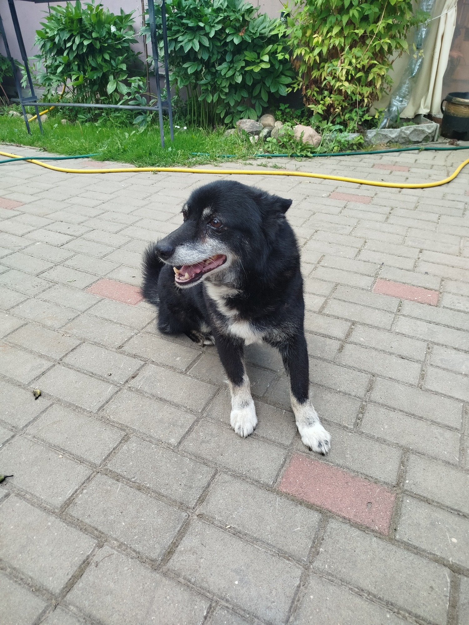 This media file features a medium-sized, black and white dog sitting on a paved patio. The dog is looking to its left with its mouth slightly open, revealing its teeth and pink tongue, suggesting it might be panting or relaxed. Its fur is dark on its back and head, with white markings on its chest and paws. The dog appears to be an adult or senior, with some graying fur around its muzzle.
The patio is made of interlocking gray and red rectangular pavers. In the background, there is lush green foliage, including bushes and plants, suggesting an outdoor setting like a garden or backyard. A yellow hose and a green hose are visible on the patio, indicating watering or other yard activities. The lighting suggests it is daytime, and the scene appears to be in a residential area, possibly in a rural or suburban location. The overall mood is peaceful and relaxed, with the dog appearing comfortable in its surroundings. No text is visible in the image. The location context provided is Крупіцкі сельскі Савет, Belarus.