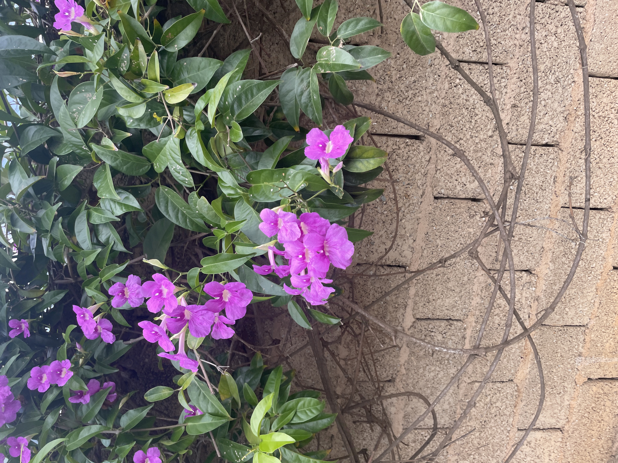The image shows a wall made of cinder blocks with a light brown, textured surface, partially covered by a vine with green leaves and clusters of vibrant pink-purple flowers. The wall is composed of horizontally stacked blocks with vertical grout lines. Tangled, brown, leafless branches of the vine are also visible against the wall. The scene is outdoors, and the lighting suggests it is daytime. No people or animals are present in the image. The location in Las Piedras, Venezuela, is not visually discernible from the image itself.