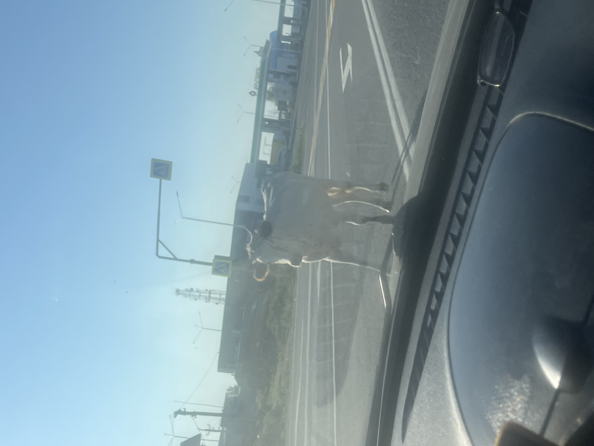 A light-colored cow stands in the middle of a paved road. The cow is facing to the left of the frame and appears to be a domestic animal with some white and pinkish markings on its hide. The cow's legs are visible, and its body is partially obscured by the foreground dashboard. Behind the cow, the road has white lane markings and a crosswalk. In the background, there is a gas station with a blue and green building and the word "АЗС" visible on its facade. There are also streetlights and a tall tower-like structure in the distance, along with a clear blue sky. The image is taken from inside a vehicle, with the dashboard visible in the foreground. The location is identified as Tarumovka, Russia.