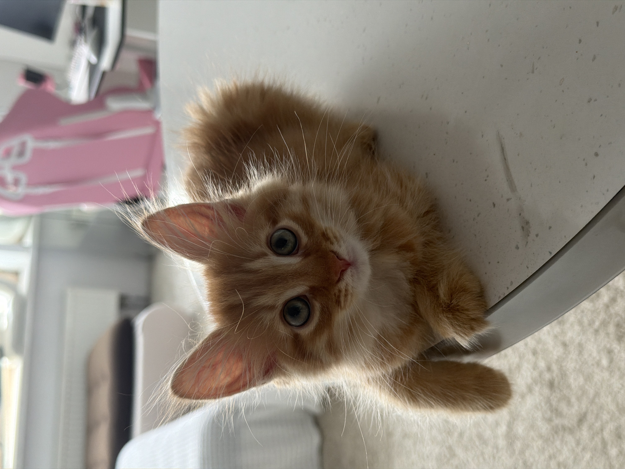 A light-orange kitten with blue-green eyes is lying on a white surface with light-colored, speckled pattern. The kitten is oriented with its head towards the viewer and body extending away at an angle, giving the impression it is lying on its side. Its paws are visible near the edge of the surface. The background includes elements of a room with a white chair, a pink object with white markings, and other blurred furniture. There is no evidence to suggest that the image was taken in Khimki, Russia.