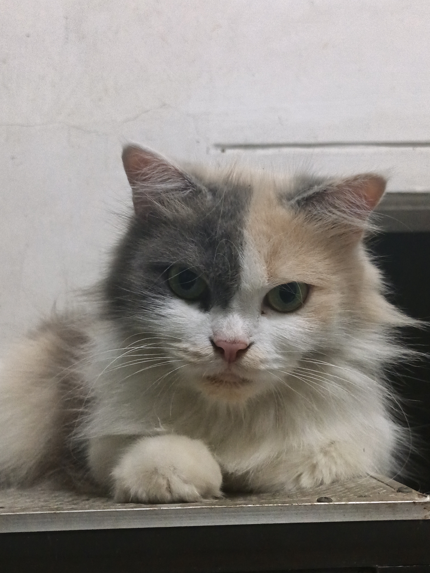 The image shows a calico cat with long fur, predominantly white with patches of grey and light brown. The cat is lying down on a metal surface, with its front paws visible. The background is a textured wall. There is no indication of the city of Kepulungan, Indonesia within the image or its context.