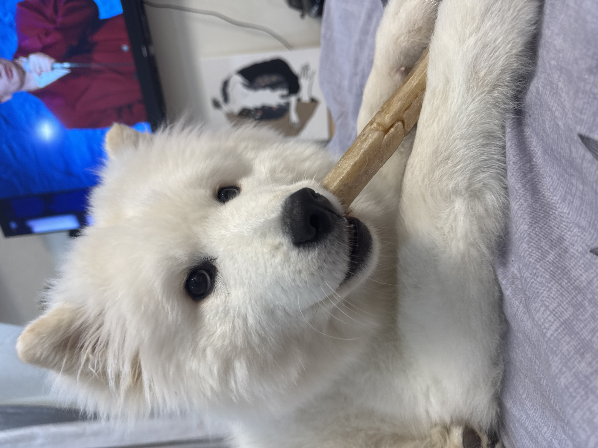 A white Samoyed puppy is chewing on a light brown rawhide chew. The puppy is lying on a light purple textured surface, possibly a bed. In the background, a television displays a person in a red jacket against a blue background. To the right of the television, a black and white drawing or print is visible on the wall. The photo was most likely taken indoors. There is no information to suggest that the image was taken in Chaikovsky, Russia.