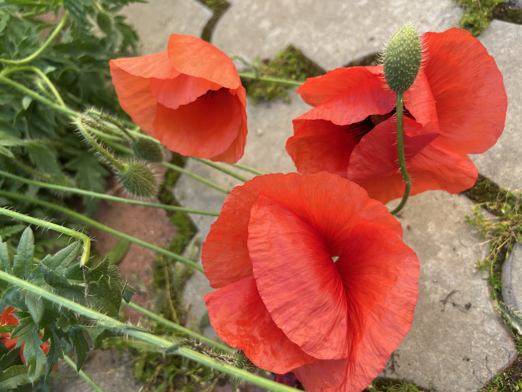 The image shows three red poppy flowers growing on a stone-paved surface in Unknown, Unknown. The poppies are in various stages of bloom, with one still in bud form. Green leaves and stems with prickly hairs are visible among the flowers. Moss and other small plants grow in the spaces between the stones. The overall lighting suggests a daytime scene.