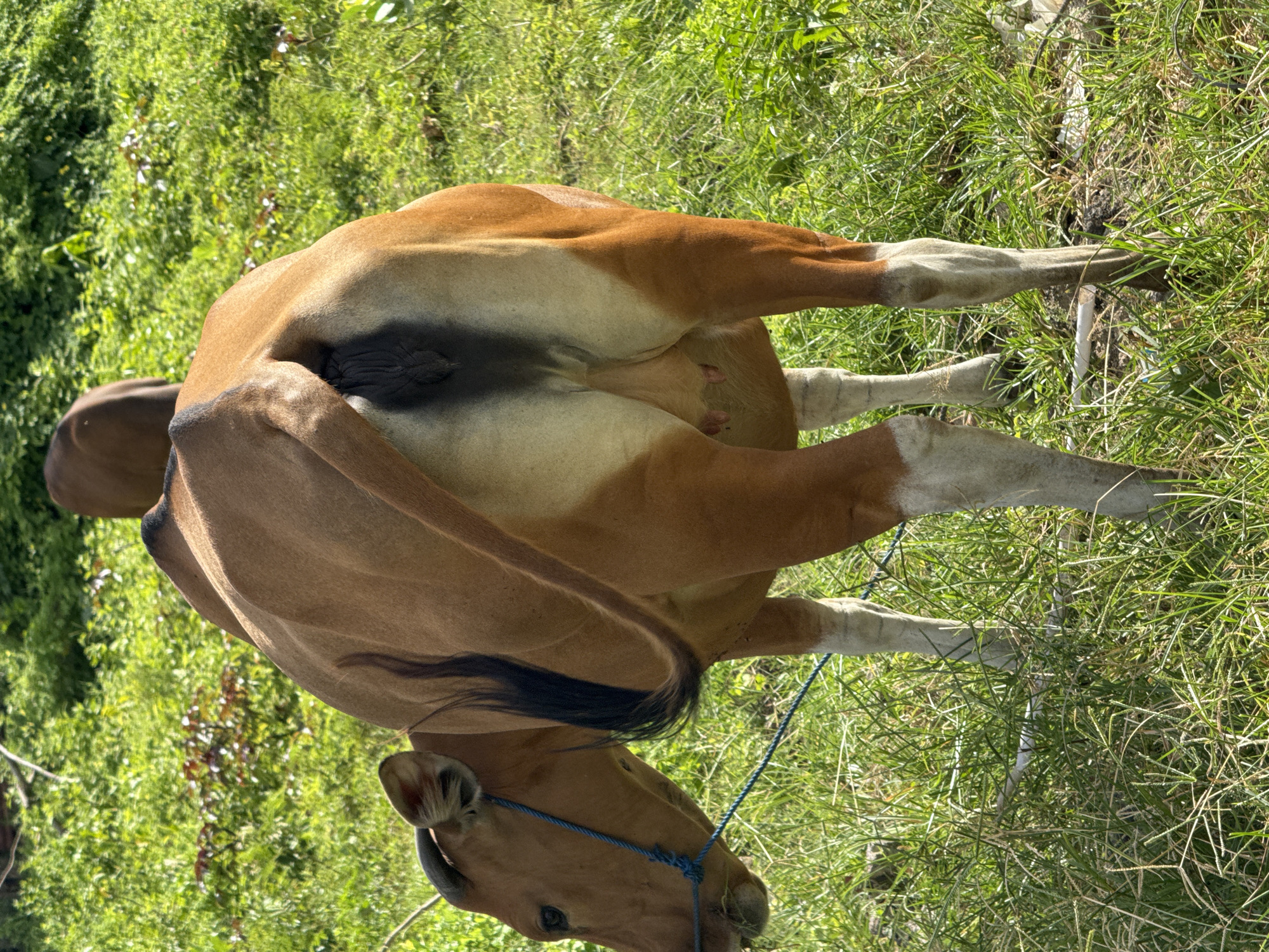 A brown and white cow is lying on its side in a grassy area in Kuta, Indonesia. The cow is facing to the right and wearing a blue rope halter. The grass is green, and there are some trees visible in the background.