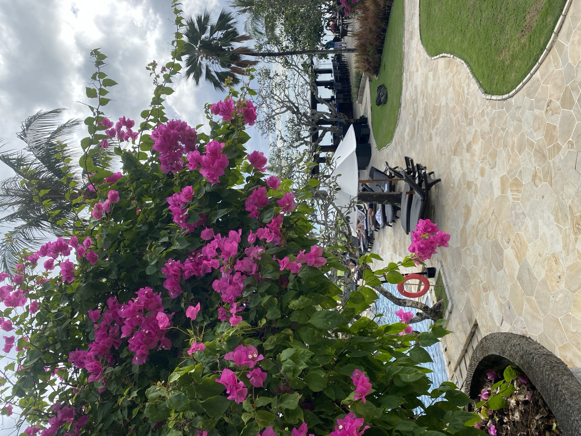 An outdoor, overhead shot shows a resort area with pink bougainvillea flowers in the foreground, overhanging a tiled walkway. To the left, a blue swimming pool is visible. Beyond the pool, lounge chairs and umbrellas are arranged on a tiled patio. In the background, there is a bar area with patrons, a palm tree, and a cloudy sky.