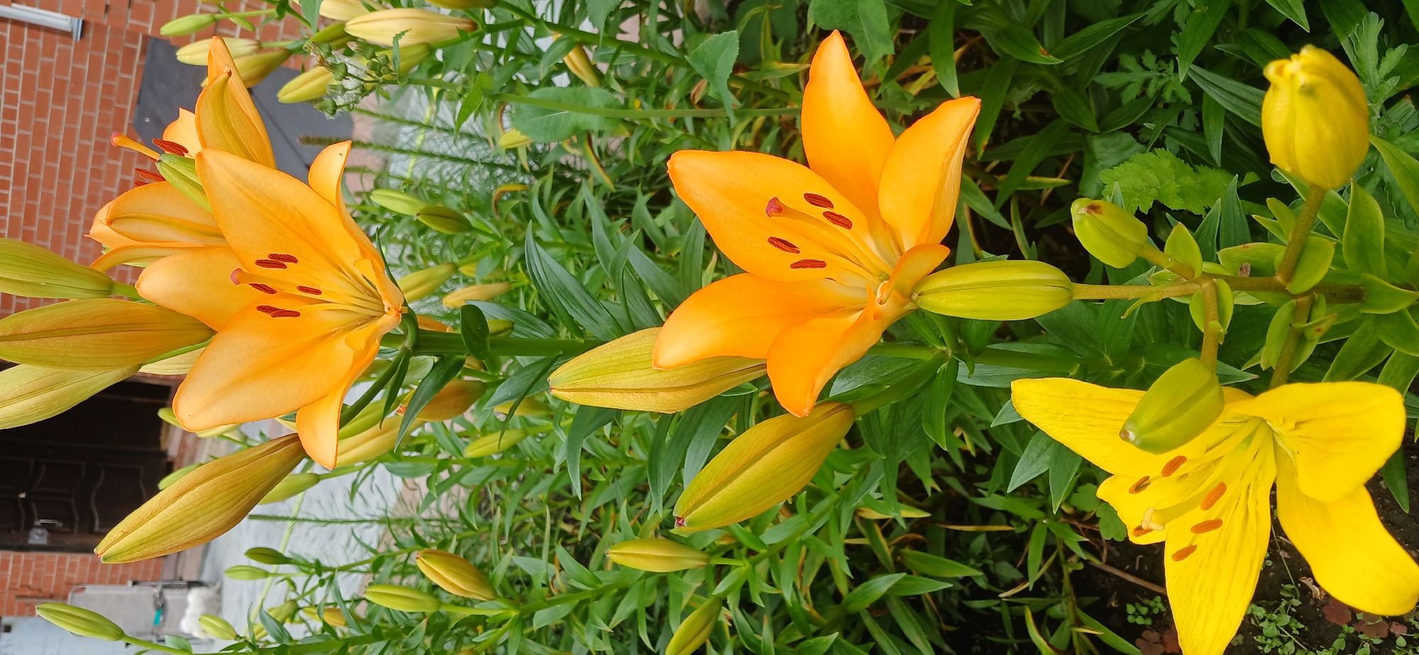 The image shows a close-up of several lily flowers and buds in an outdoor setting. The flowers are predominantly orange, with one yellow lily visible at the bottom left. The orange lilies have prominent red stamens. The background consists of green foliage and a brick building, suggesting a garden or yard. The lighting indicates it is daytime. There are no people or animals visible in the frame. The context of Zlatoust, Russia, implies this is a domestic or public garden within that city.