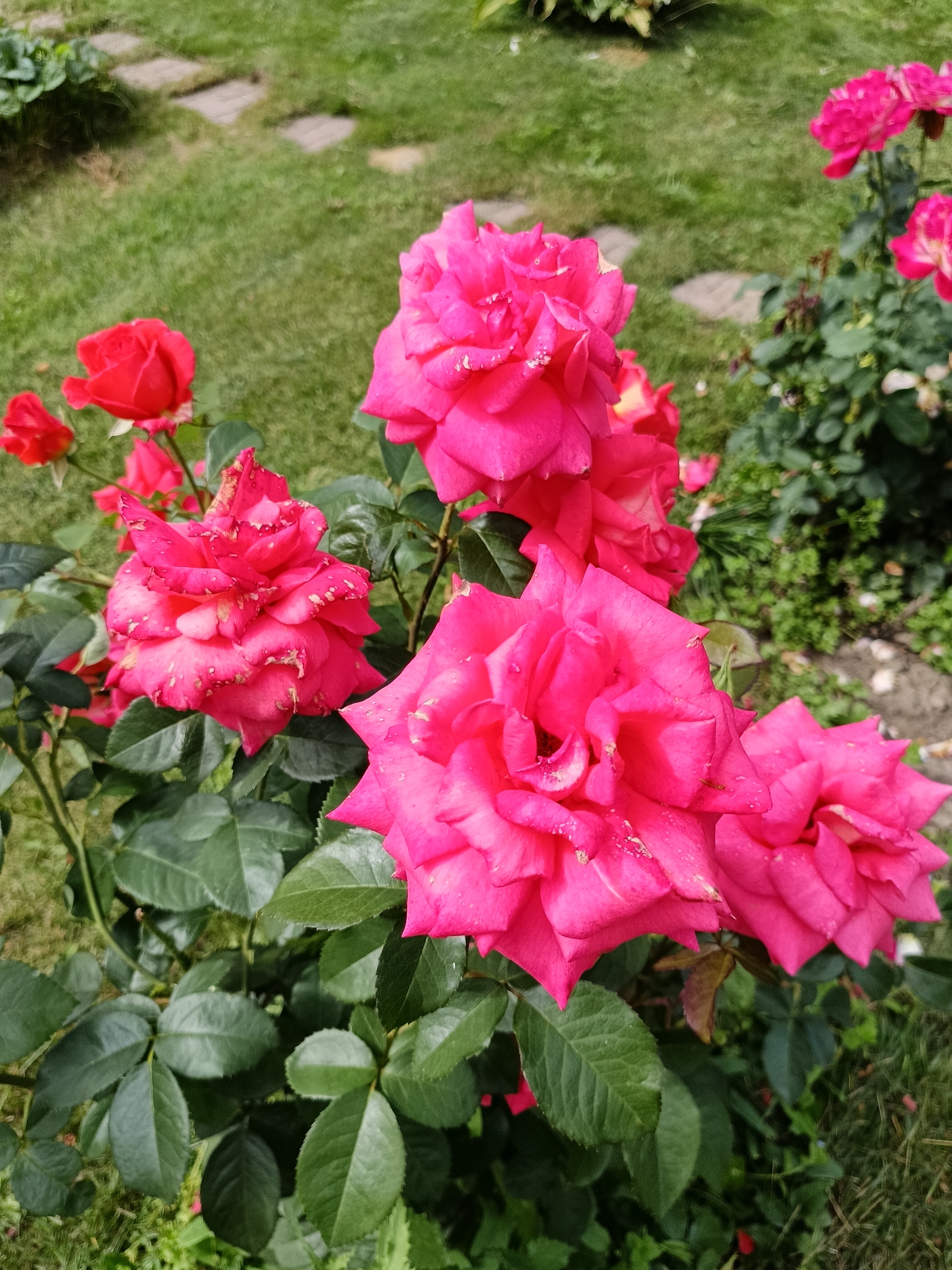 In the city of Lagovskoe, Russia, a cluster of bright pink roses blossoms vibrantly against a backdrop of lush green grass and scattered stone pavers. The roses, varying in stage of bloom, exhibit rich fuchsia petals, some showing delicate water droplets. The foreground is dominated by the dense foliage of the rose bushes, with deep green leaves providing a stark contrast to the vivid flowers. In the middle ground, a few red roses offer a secondary splash of color. The background reveals a pathway of stone squares laid into the grass, suggesting a garden setting. The lighting indicates it is daytime, with sunlight illuminating the scene. There are no people or animals visible in the image.