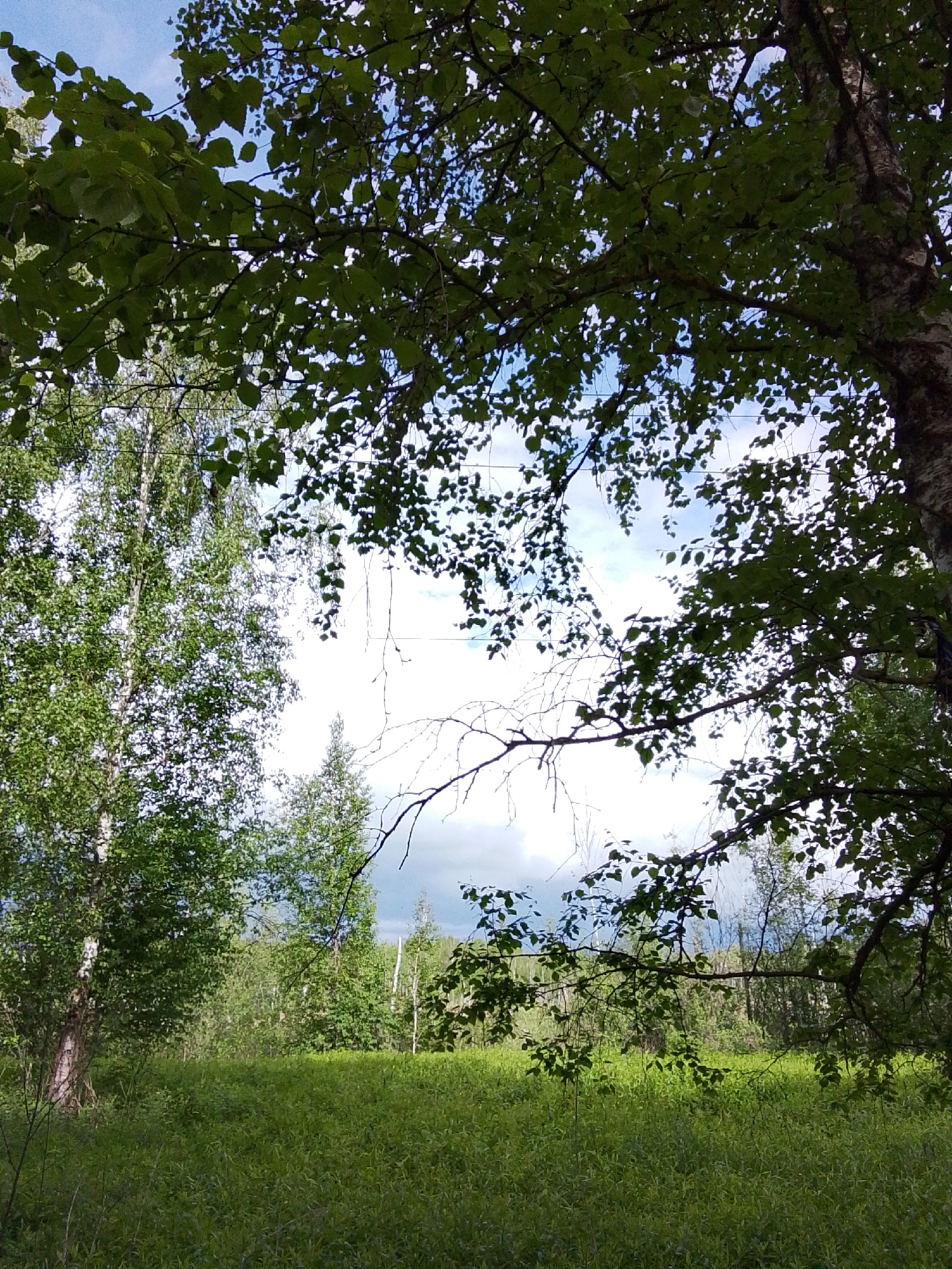 The image depicts a grassy field in Снопок Новый, Russia, framed by trees. The foreground is dominated by lush green vegetation. In the middle distance, a cluster of trees and shrubs are visible, with a glimpse of the sky peeking through the branches. The sky is partially covered with clouds. Two power lines stretch across the sky near the horizon. The scene appears to be a rural or natural setting.