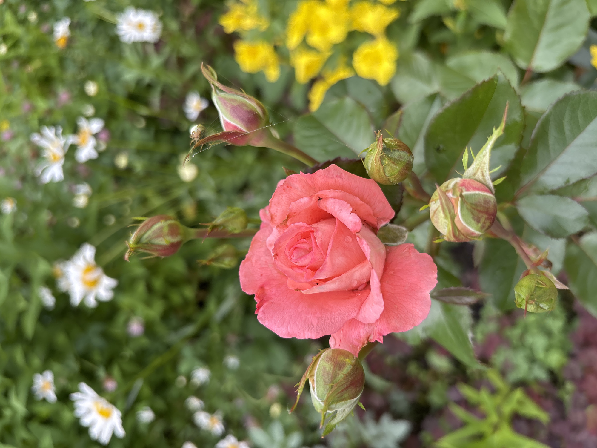 A close-up, eye-level shot features a blooming coral-pink rose as the central subject. The rose is in focus, revealing delicate petals with a soft texture, and a few tiny water droplets are visible on its surface. Surrounding the rose are several rosebuds in various stages of development, some green and tightly closed, others with hints of pink emerging. A faint spiderweb is visible on one of the rosebuds to the upper right. In the background, out of focus, is a garden setting with clusters of small white daisies with yellow centers and bright yellow flowers, possibly coreopsis or marigolds, suggesting a vibrant and varied garden. The foliage is lush and green. The overall lighting is soft and natural, indicative of an overcast day or diffused sunlight. No people are present, and no specific location in the city of Кордово, Russia, can be determined from the image.