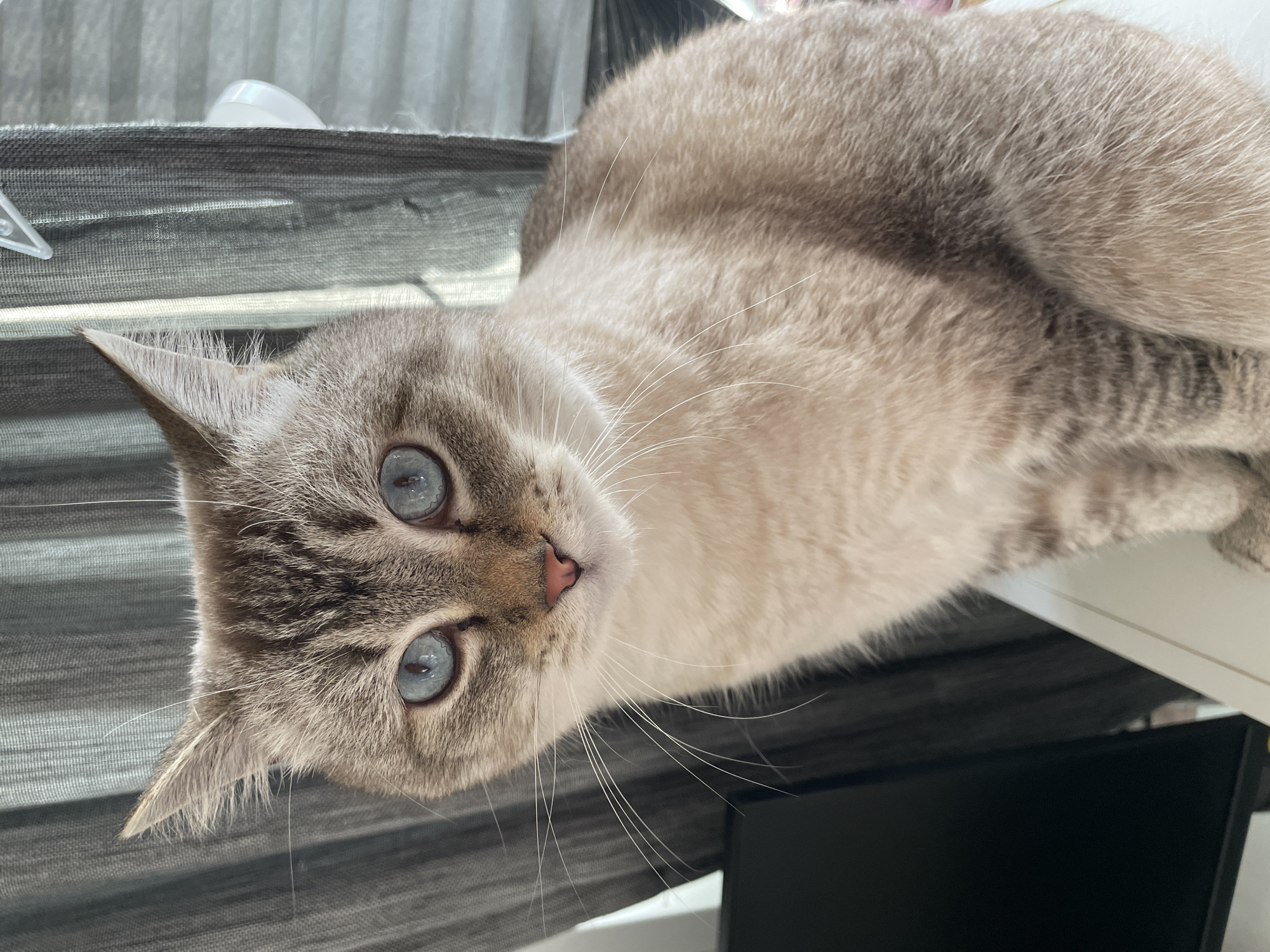 The image shows a close-up of a cat with striking blue eyes, looking directly at the camera. The cat has a light-colored coat with tabby markings on its face and ears. Its fur is soft and fluffy, and its whiskers are long and white. The cat is positioned in a way that its head is tilted, creating an endearing and curious expression.
The background is slightly out of focus, but it appears to be an indoor setting. To the left, there is a gray, textured material that looks like blinds or a curtain. The lighting suggests it might be daytime, possibly with natural light filtering in. The overall impression is one of a relaxed domestic scene, with the cat as the central subject. The image conveys a sense of calm and the cat's direct gaze adds an element of engagement. No visible text is present in the image.
