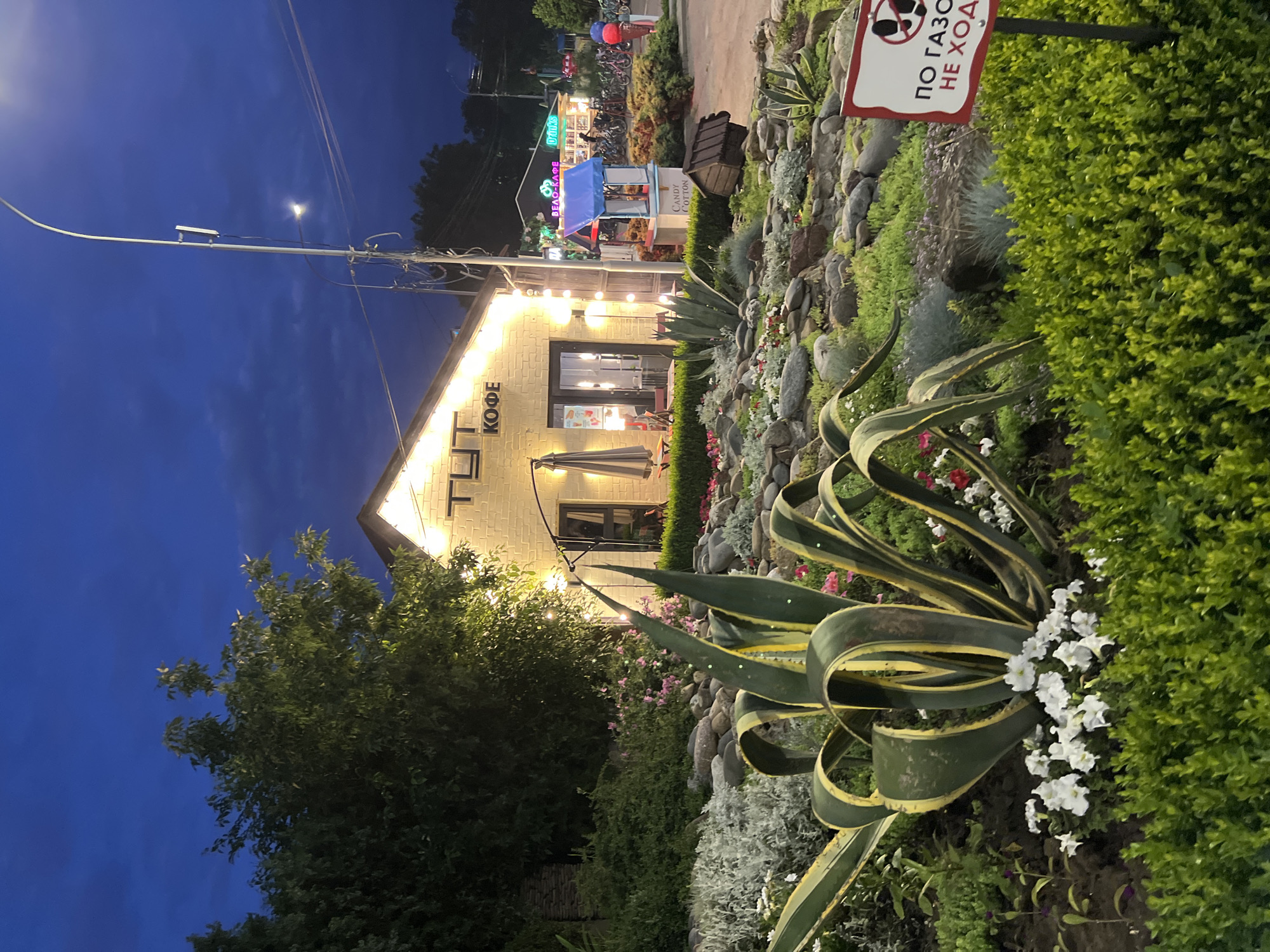 The image depicts an outdoor scene at dusk, likely in Krasnodar, Russia, based on the Cyrillic signage. In the foreground, a large agave plant with variegated leaves is prominent, surrounded by a rocky landscape featuring various low-lying plants and small white and pink flowers. A dense green hedge borders the lower edge of the frame. To the right, a red and white sign with a black symbol of two feet stepping on grass and the text "ПО ГАЗОНЕ НЕ ХОДИТЕ" (Do not walk on the lawn) is visible.
In the middle ground, a small, brightly lit yellow brick building with the word "КОФЕ" (Coffee) in large black letters above its entrance stands out. String lights are draped across the facade. An umbrella shades a table outside the building. Further back, several other kiosks or small shops are visible, one with a blue roof and signage that includes "BEAR CAFE" and "DRINKS." A tall lamppost with multiple lights is situated to the right of the coffee building, and a crescent moon is faintly visible in the dark blue sky. Several bicycles are parked in the background. The overall atmosphere is that of a public recreational area or a small commercial district transitioning from day to night.