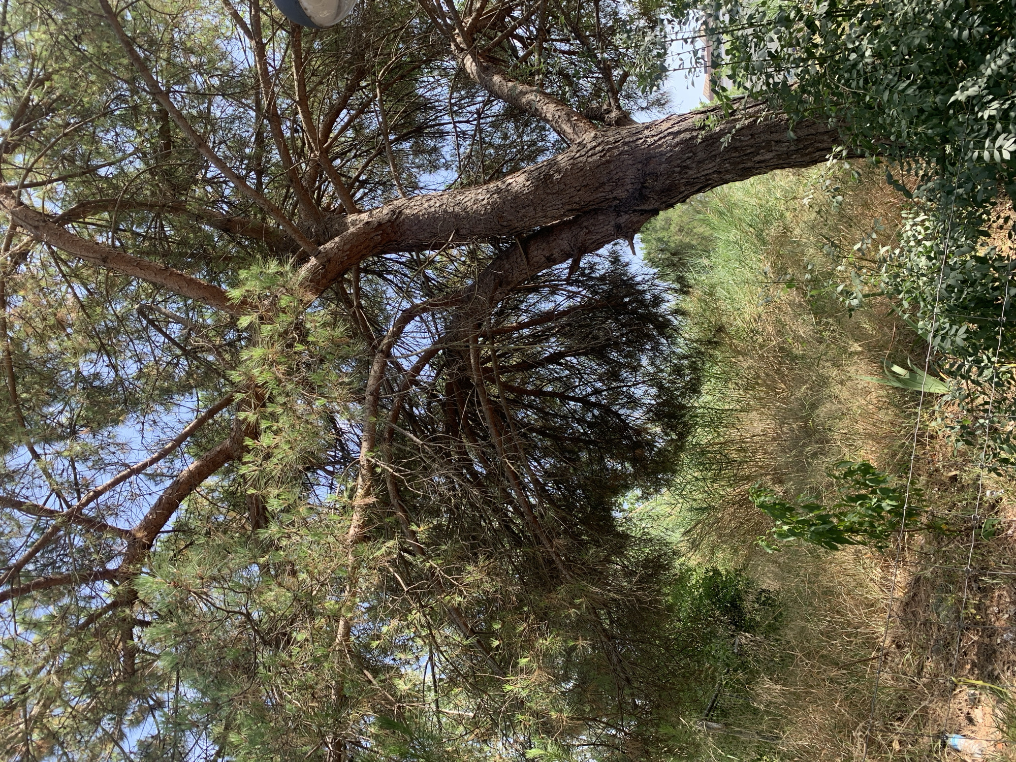 This media file captures a natural outdoor scene, with a prominent focus on a large tree with thick, textured bark and numerous branches. The tree's foliage is dense and green, with some drier, lighter-colored leaves or needles interspersed. The trunk of the tree is large and appears to be at an angle, with a secondary branch crossing over the main one.
The background of the image consists of dry, tall grass and other greenery, suggesting a somewhat wild or uncultivated area. In the upper right portion of the image, there are hints of more manicured green foliage, possibly from a different type of plant or a garden. A wire fence is visible along the right edge of the frame.
The sky is visible through the branches of the tree and appears to be a clear blue, indicating fair weather. The lighting suggests it is daytime, with sunlight filtering through the leaves, creating dappled shadows.
There are no people or specific objects clearly identifiable in the scene, apart from the natural elements of the tree, vegetation, and fence. The overall impression is one of a serene, natural environment, possibly in a rural or semi-rural setting. The image is taken from a low angle, looking upwards into the tree canopy. No text is visible in the media file. The location context provided is Odivelas, Portugal, which is consistent with the Mediterranean vegetation that might be present.