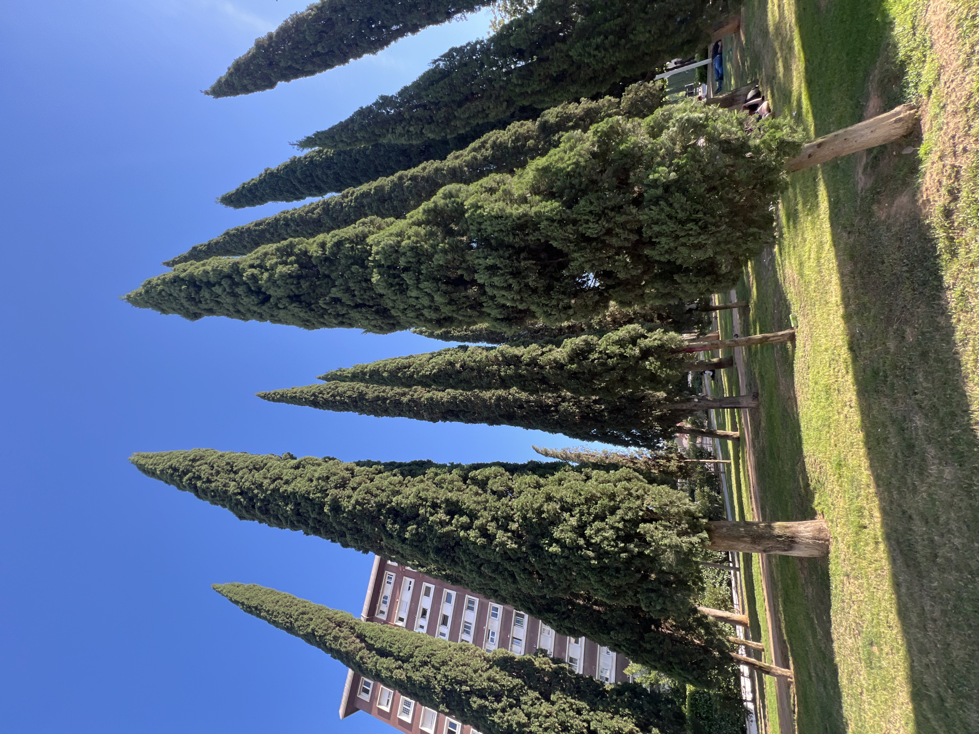 A low-angle shot of a row of mature, conical-shaped trees, likely Italian Cypress, against a clear blue sky. In the background, the lower floors of a tall, multi-story building with multiple windows are visible. The trees are positioned on a grassy lawn in a park-like setting. Some people are sitting on a bench in the background. The scene is likely taken in Barcelona, Spain.