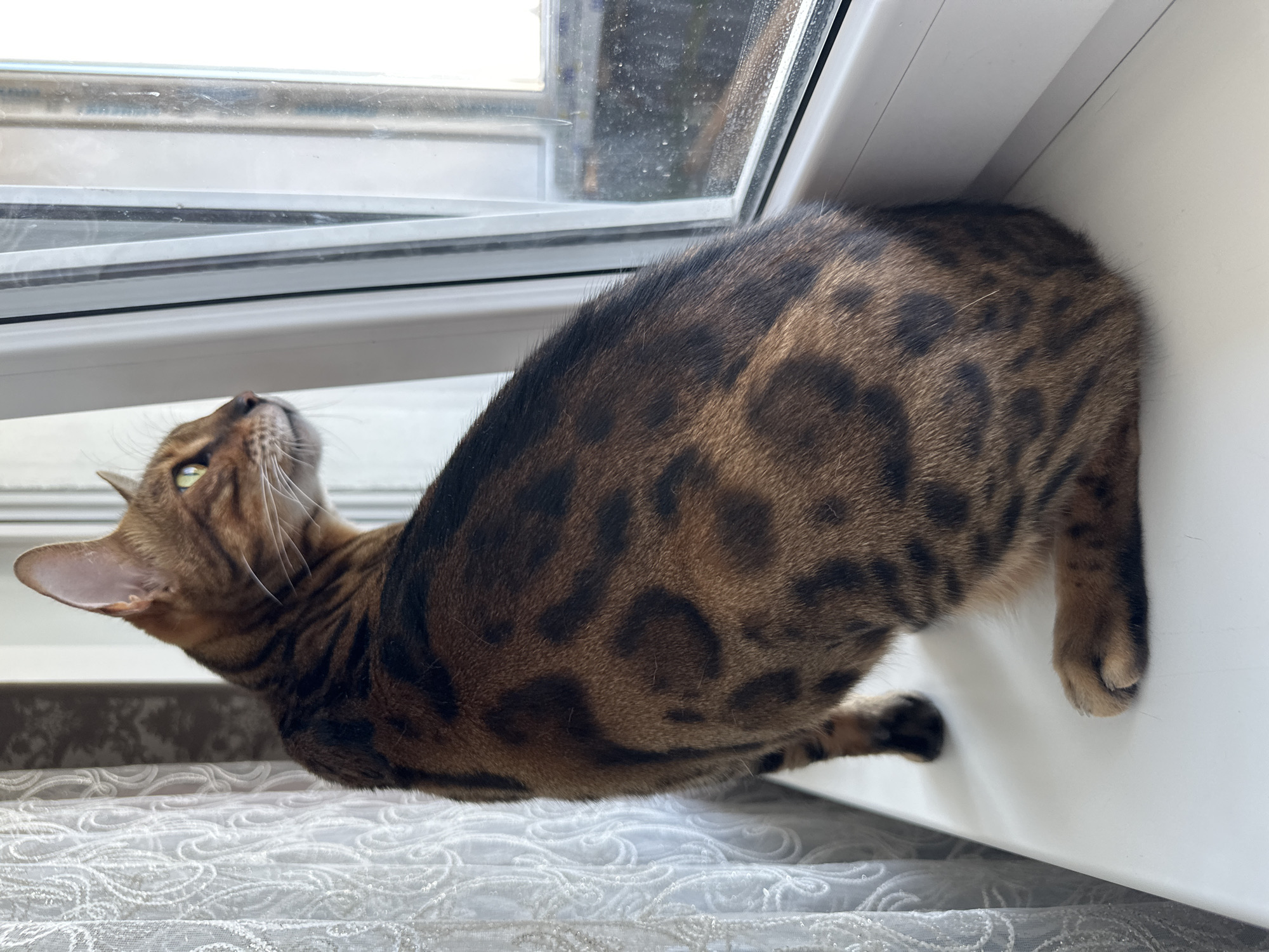 A Bengal cat with characteristic spotted fur sits on a white windowsill, looking out of a window. The cat is positioned facing right, with its back to the viewer. Its head is turned to the right, and its green eyes are focused on something outside the frame. To the left of the cat is a white lace curtain. The window itself appears to be a double-glazed unit with a white frame. The sill is clean and white. The background outside the window is blurred but suggests an urban environment, possibly with buildings or trees. The lighting suggests it is daytime. The image was taken in the city of Energetik, Russia.