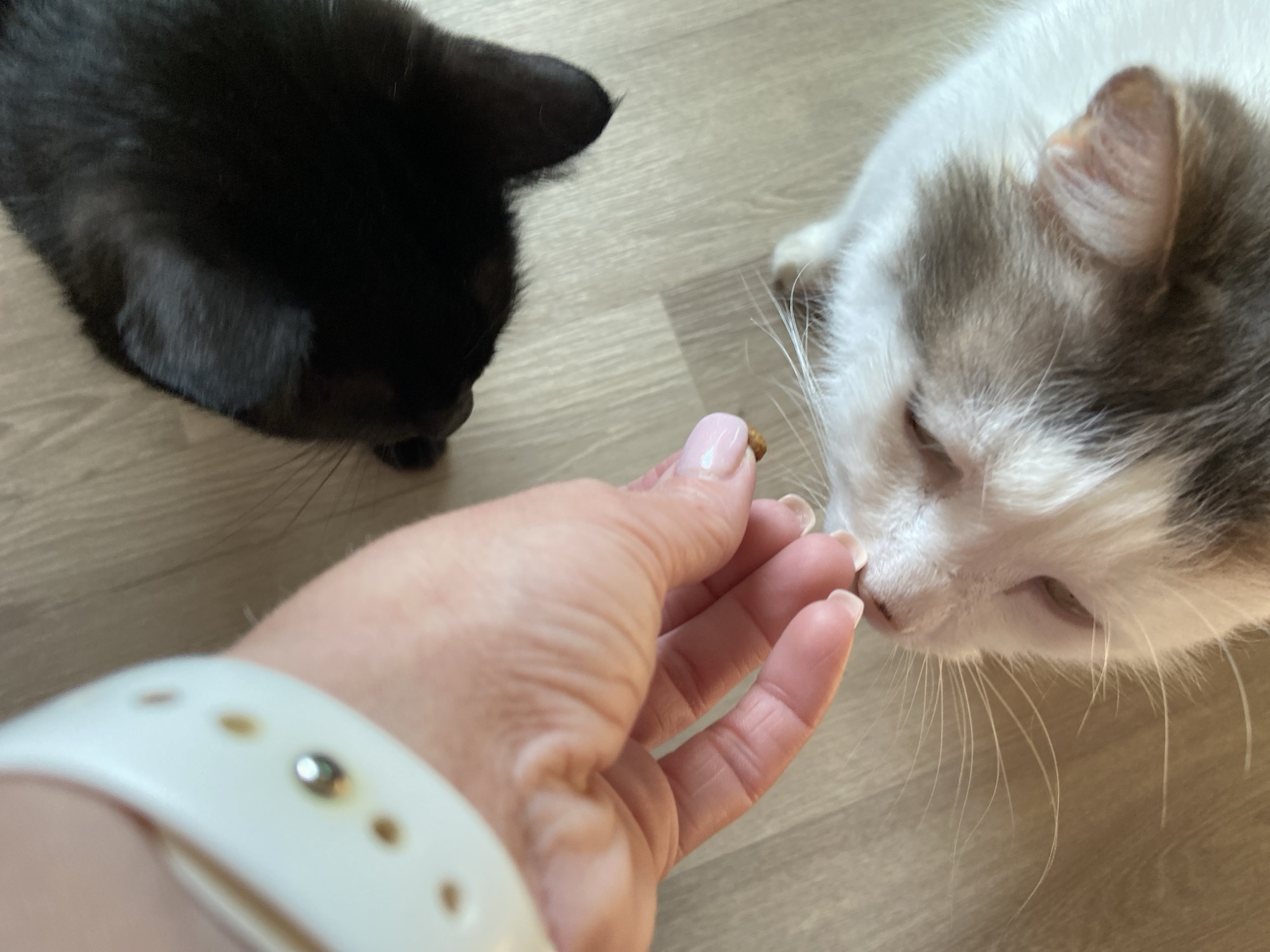 In an indoor environment with a light wood-grain floor, a human hand wearing a white smart watch is offering a small treat to a cat with white and brown fur. The cat is looking up at the treat with its eyes partially closed. Another cat, entirely black, is partially visible in the upper right portion of the frame, with its head lowered. The focus of the image is the interaction between the hand and the white and brown cat.