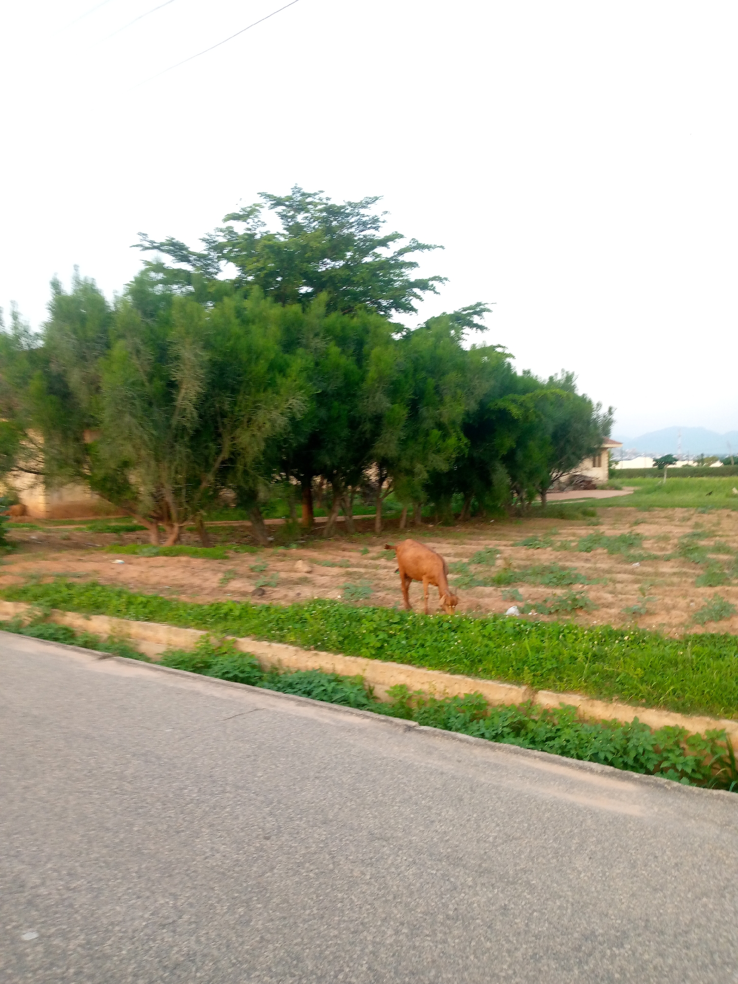 A brown goat grazes in a grassy patch next to a dirt field. Behind the field, a row of trees with dense green foliage stands. A building with a light-colored exterior is visible in the background. The scene is set in Jalingo, Nigeria, with a paved road in the foreground. The sky is overcast.
