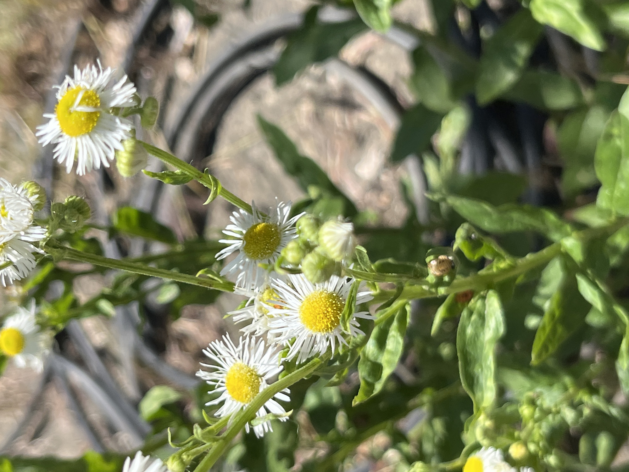 This close-up, high-angle shot showcases several white and yellow daisy-like flowers in bloom, likely during daylight hours given the bright illumination. The flowers have delicate white petals radiating from a prominent yellow center. They are attached to thin, green stems with small leaves. Some flower buds are also visible. The background is soft and out of focus, suggesting a natural or garden setting. Elements of what appear to be dark, possibly plastic, garden pots and some soil or gravel are discernible in the blurred background, hinting at a cultivated area. The overall impression is of a vibrant natural scene, possibly in a garden or wild space in Dnipro, Ukraine. No people, text, or specific events are depicted.