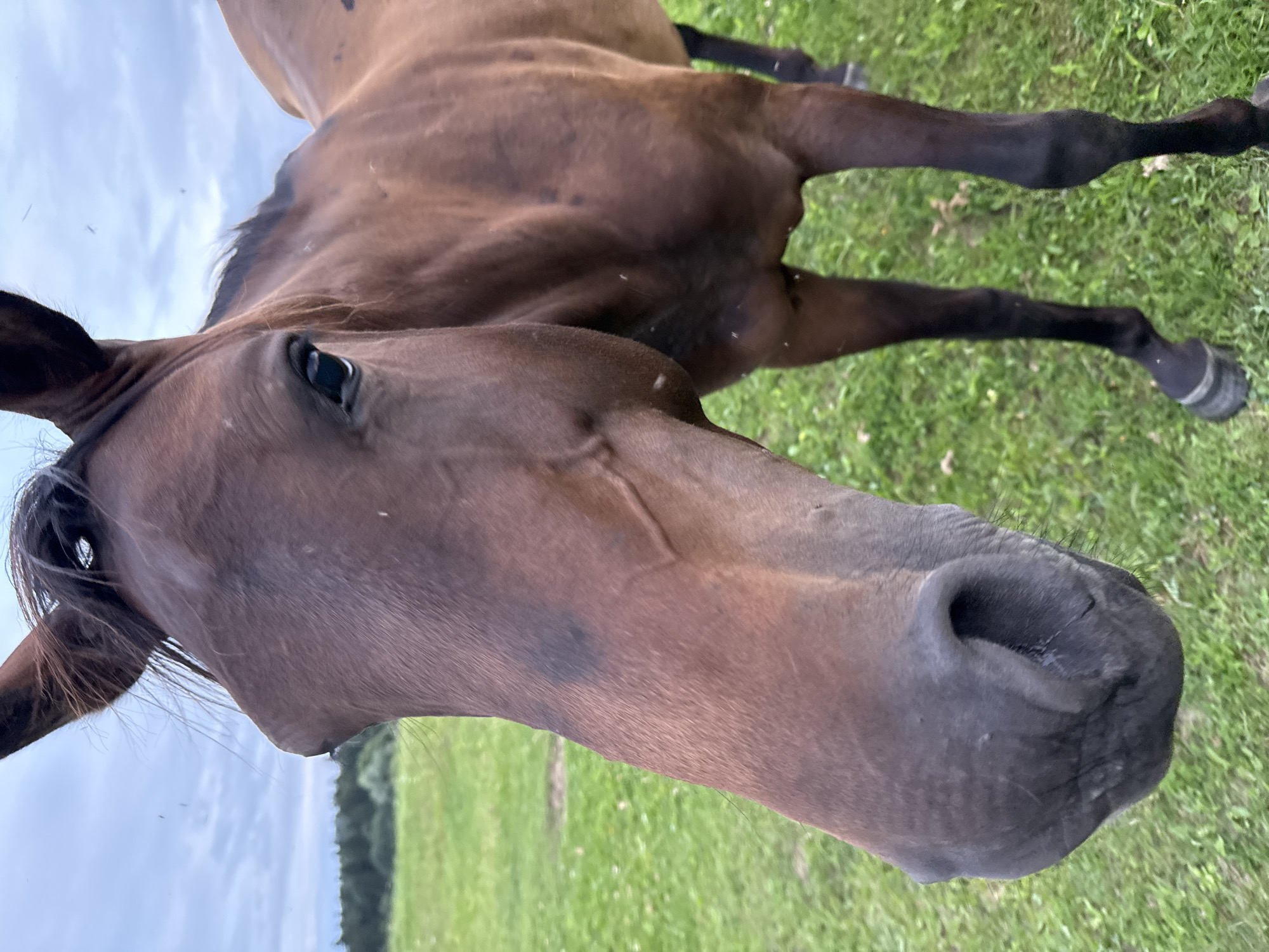 A close-up, eye-level, full-body shot captures a brown horse standing in a grassy field with a treeline in the background under a cloudy sky. The horse's head is positioned prominently in the foreground, with its snout filling the lower left portion of the frame. Its dark eye is visible and focused forward. The horse's body extends to the right, with its front legs and part of its hind legs visible. Small insects are scattered across the horse's coat and in the air around it. The environment appears to be a rural setting, possibly a pasture or a meadow, located in or near the city of Galinė, Lithuania.
