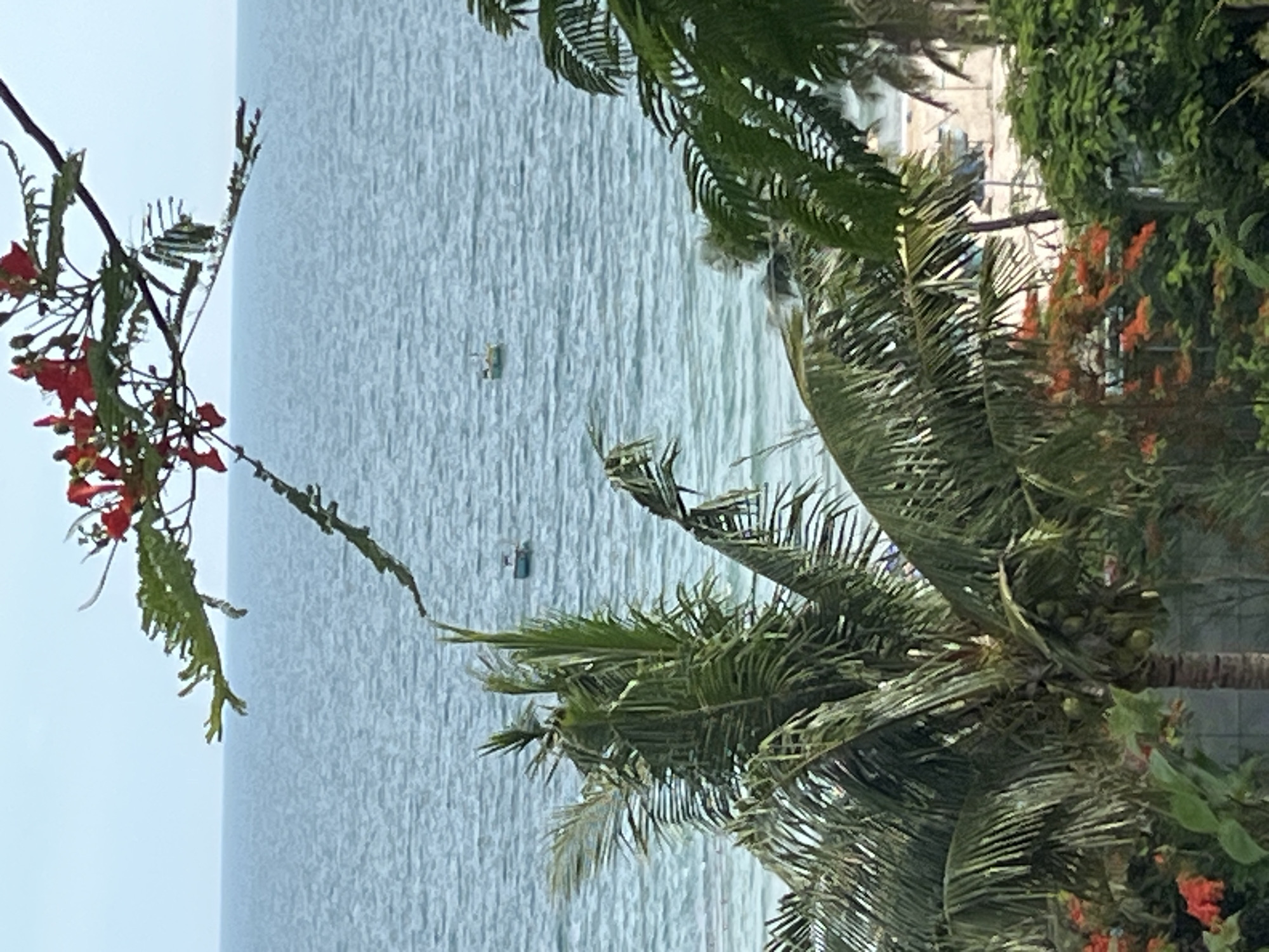 A medium shot captures a view of the sea from a balcony or elevated position, framed by tropical foliage. In the foreground, a coconut palm tree with green fronds and visible coconuts dominates the left side. Behind the palm, a cluster of vibrant orange-red flowers, likely flamboyant flowers, adds a splash of color. To the right, more palm fronds and lush green trees partially obscure the background.
The middle ground features the ocean, appearing calm with subtle ripples on its surface and a gradient of blues and greens. Two small, traditional fishing boats are visible in the distance, floating on the water. The horizon line is sharp, dividing the sea from a pale, overcast sky.
In the far background, a narrow strip of sandy beach is discernible, with hints of structures or umbrellas suggesting a populated area. The scene appears to be a tranquil, seaside location, possibly a resort or residential area in Phu Thuy Ward, Vietnam, characterized by its tropical vegetation and coastal proximity. There are no people clearly visible in the frame.