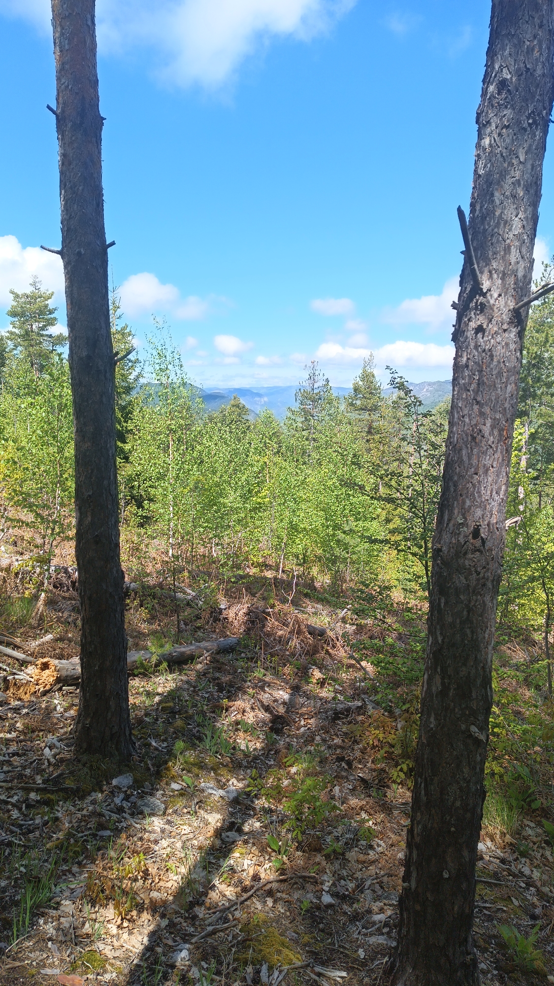 The image captures a forested landscape in the Sini Vrah mountains, Bulgaria. Two prominent trees, one on the left and one on the right, frame the view. The foreground consists of forest floor covered with leaf litter, small plants, and moss. Beyond the trees, a dense expanse of deciduous trees with green leaves occupies the middle ground. In the distance, mountain ranges fade into the hazy atmosphere beneath a bright blue sky dotted with fluffy white clouds. There are no people visible in the frame.