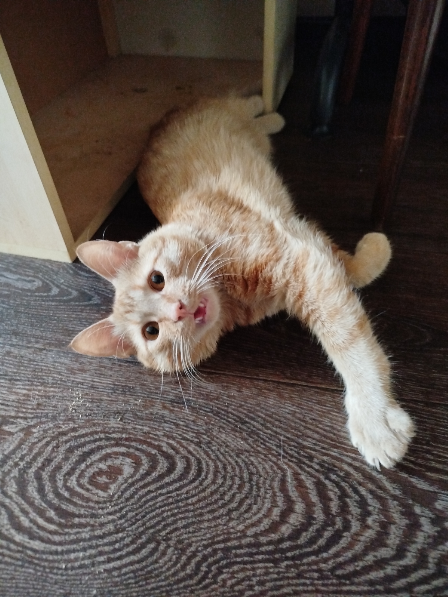 A ginger cat lies on its back on a dark wooden floor, looking up at the camera with its mouth slightly open. The cat has large, amber eyes, white whiskers, and pink ears. Its body is mostly ginger with darker orange stripes. One of its front paws is extended towards the camera. Behind the cat, to the left, is a light-colored wooden shelf unit. To the right of the cat, partially visible, are dark wooden chair legs. The scene appears to be indoors, likely in a home. The lighting suggests it could be daytime, but there are no definitive cues for the time of day or weather. The cat's pose and expression suggest it might be playing or looking for attention. There is no visible text in the image.