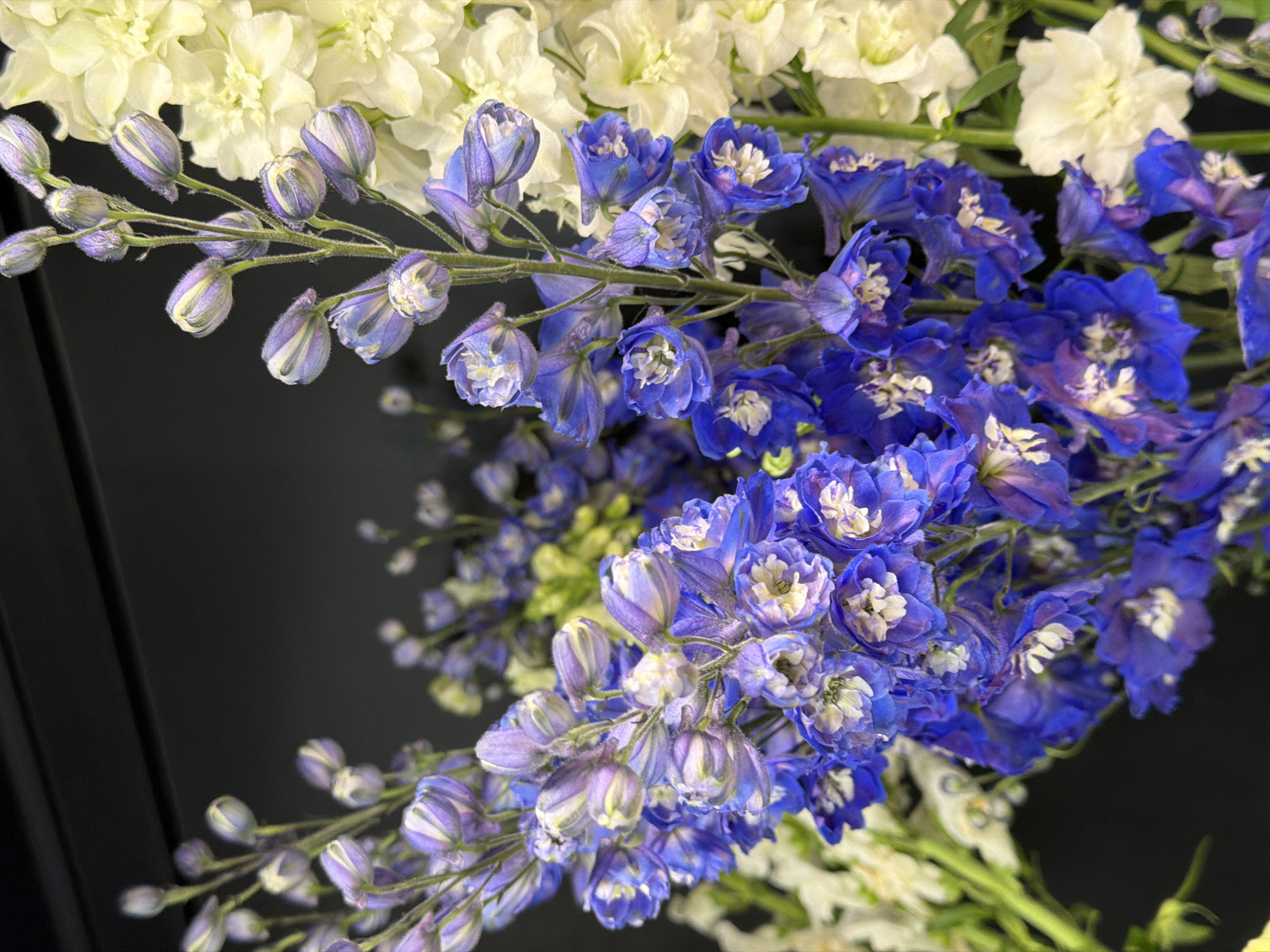A close-up, vertical shot shows a bouquet of flowers against a dark background. The flowers are primarily delphiniums, with stalks of delicate, bell-shaped blossoms in shades of deep blue and lavender. These are interspersed with creamy white delphiniums. The blue delphiniums have intricate, layered petals with white centers. Some of the blue flowers are fully bloomed, while others are still in bud form, showing their tightly furled petals. The white delphiniums are a softer, more ruffled bloom. The stems are thin and green, with a slight fuzzy texture. The dark background makes the vibrant colors of the flowers stand out. The lighting is soft, highlighting the textures and details of the petals and buds. The image is tightly cropped on the flowers, with no surrounding environment visible.
