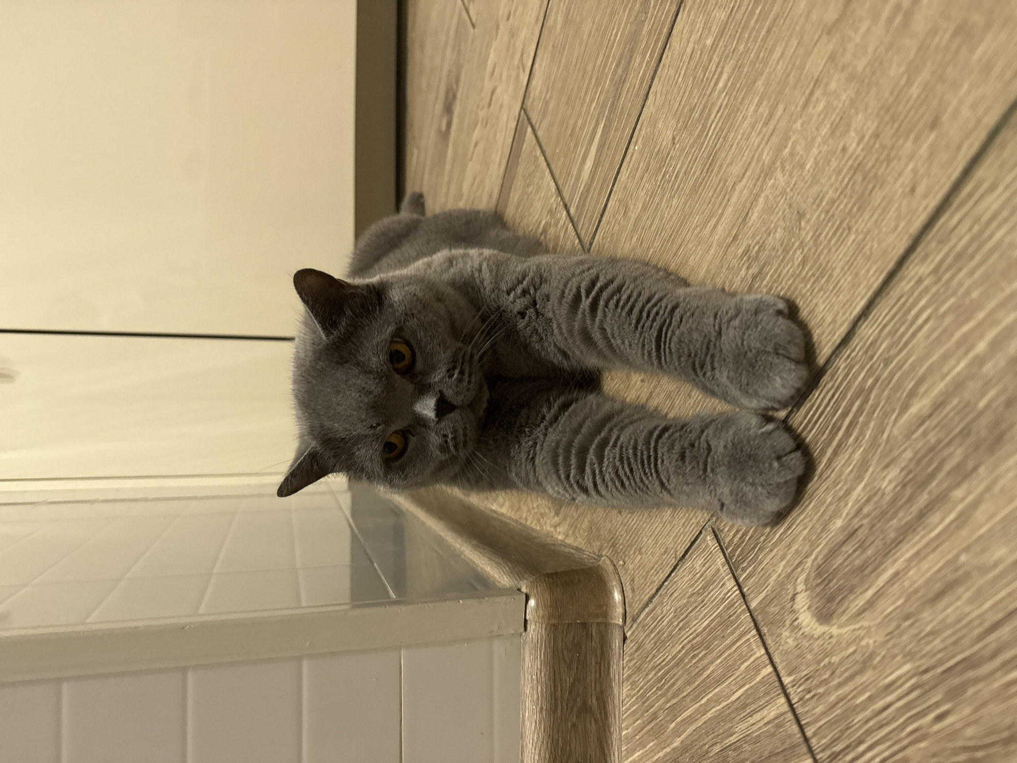 A grey British Shorthair cat lies stretched out on a wooden floor in a room. The cat is positioned in the center of the frame, with its front paws extended forward. The background consists of a tiled wall on the left and a plain wall on the right. The floor has a wood-plank design. The scene is indoors, likely in a domestic setting. The location is not specified as the city of sovkhoza imeni Lenina, Russia.