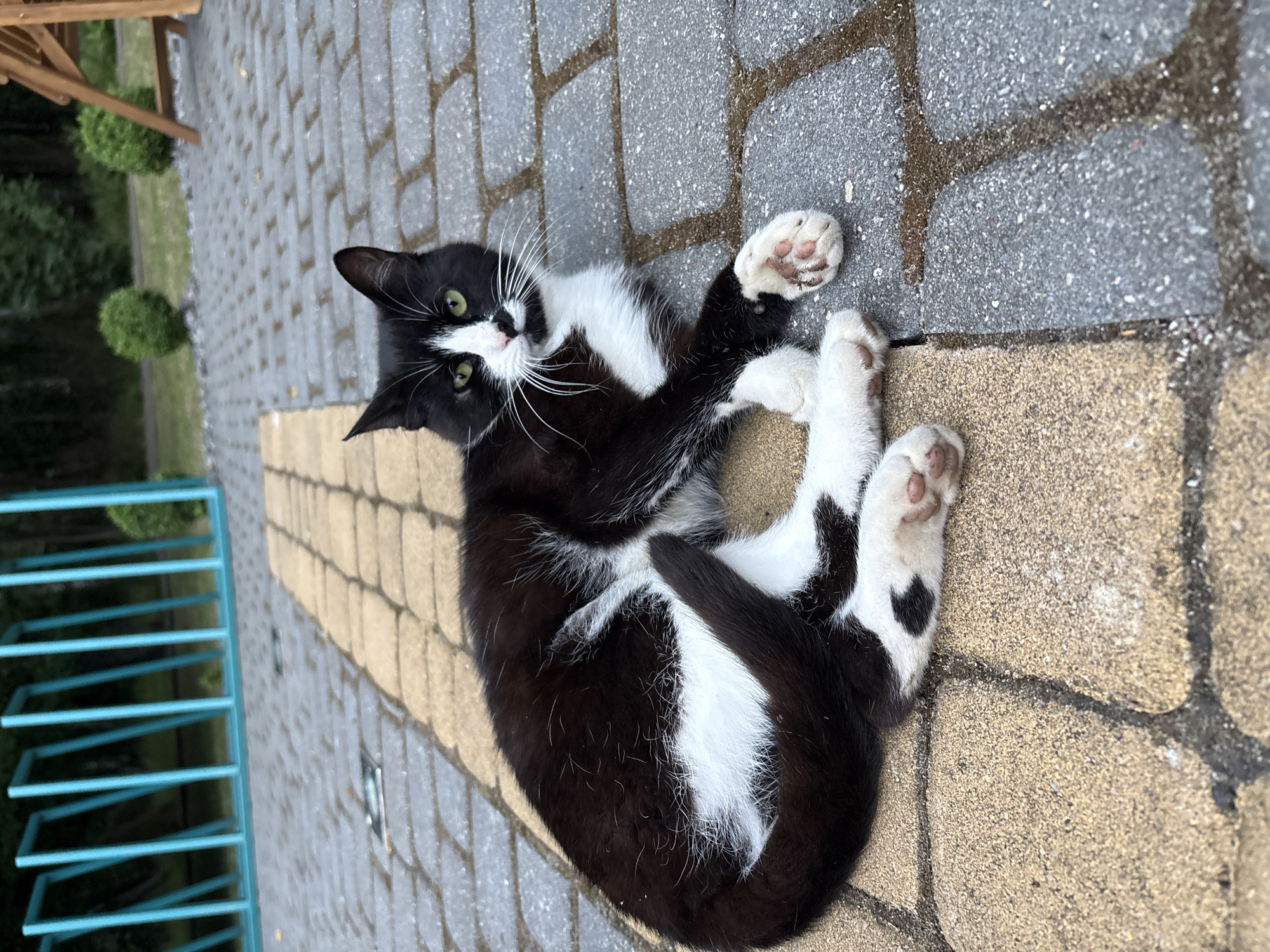 A black and white cat is lying on a paved surface composed of tan and gray interlocking rectangular stones. The cat is positioned diagonally across the frame, with its body curled to the left and its head turned to look directly at the camera. It has green eyes, white whiskers, and a white chest and paws. The background shows a turquoise bike rack, some green bushes, and trees, suggesting an outdoor setting. The scene is set in Svetlogorsk, Russia.