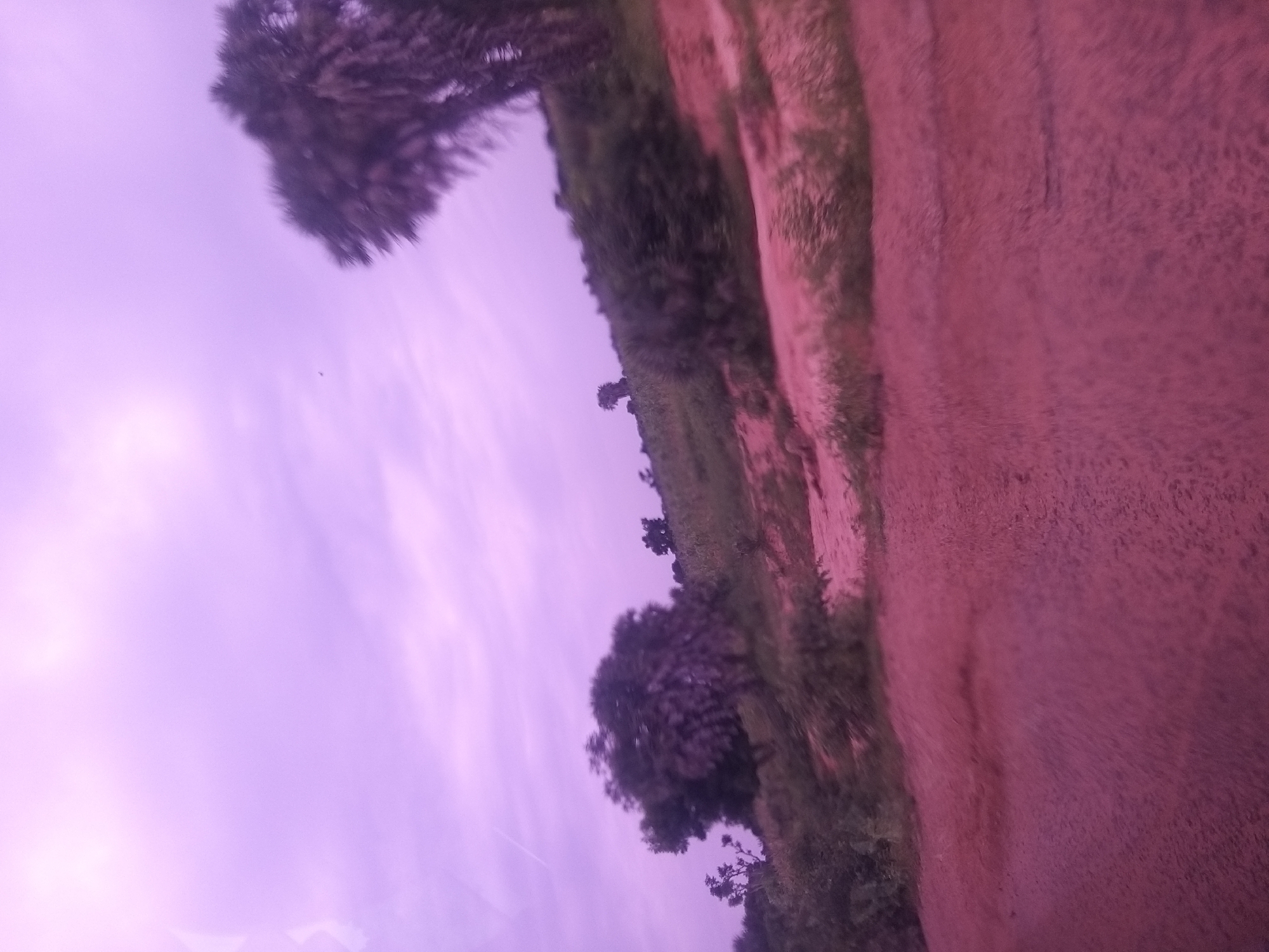 The image depicts an outdoor scene with a landscape characterized by a reddish-pink ground and sparse vegetation under a light purple sky. The terrain appears to be a dirt road or path leading towards a gentle slope covered with scrubby bushes and scattered trees. In the middle ground, a large, bushy tree with dark foliage is prominent. Further back, more trees and bushes form a textured backdrop. In the far right of the image, a tall, slender tree with feathery fronds, likely a palm tree, stands out against the sky. The overall impression is one of a rural or semi-arid environment, possibly during twilight or under an overcast sky that casts a purplish hue. The location is identified as Dukku, Nigeria.