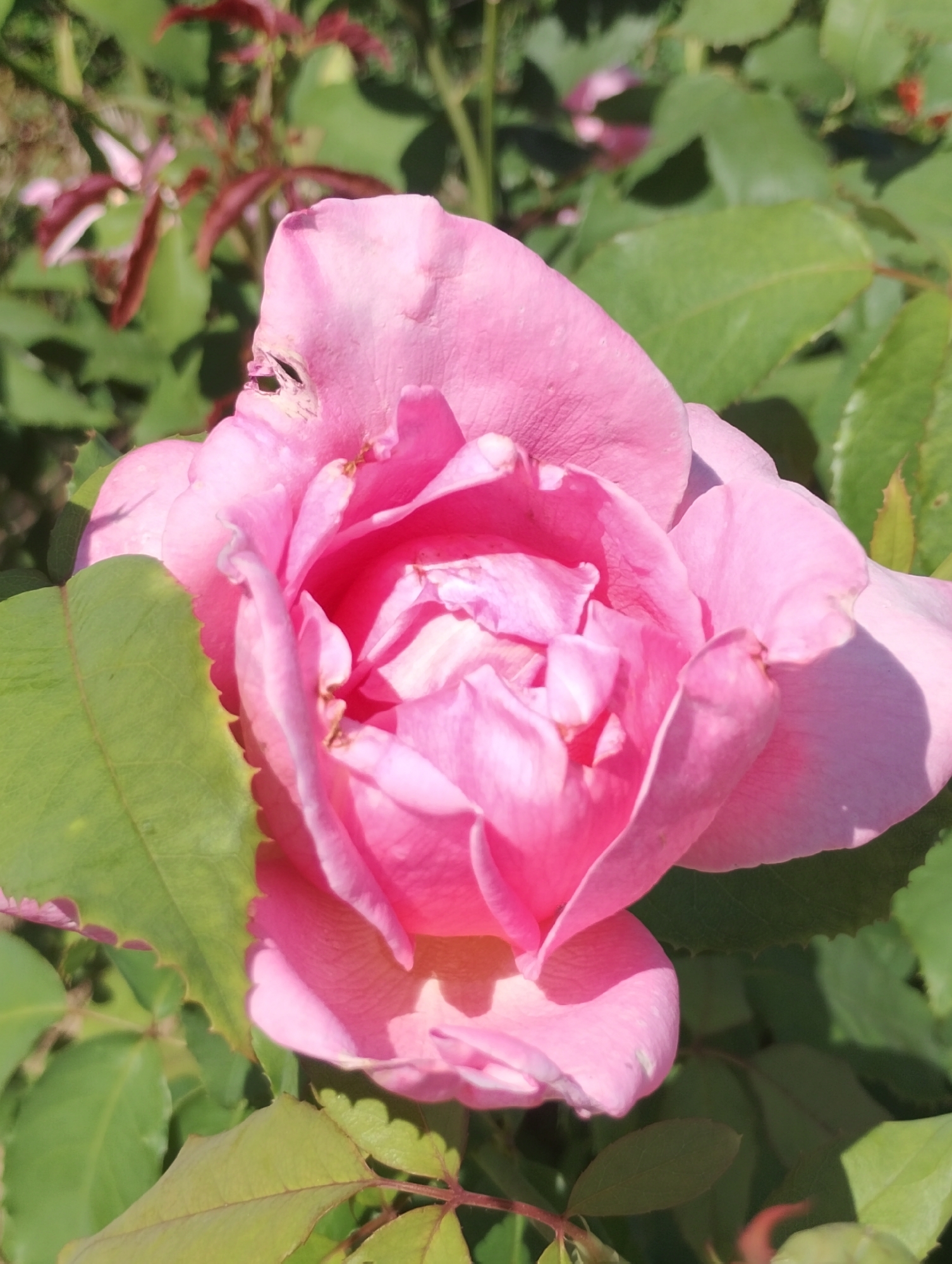 A close-up, eye-level, outdoor shot features a partially opened pink rose bloom centered in the frame. The rose's petals are soft and velvety, with subtle variations in pink tone, revealing layers of tightly furled inner petals. Some of the outer petals show slight damage, with small torn sections. The bloom is surrounded by lush, green rose leaves, some of which are in sharp focus and appear to have serrated edges. In the background, more leaves and hints of red foliage are visible, all slightly out of focus, suggesting a garden setting. The lighting is bright, casting soft shadows on the rose petals. There are no people or other discernible objects in the image.