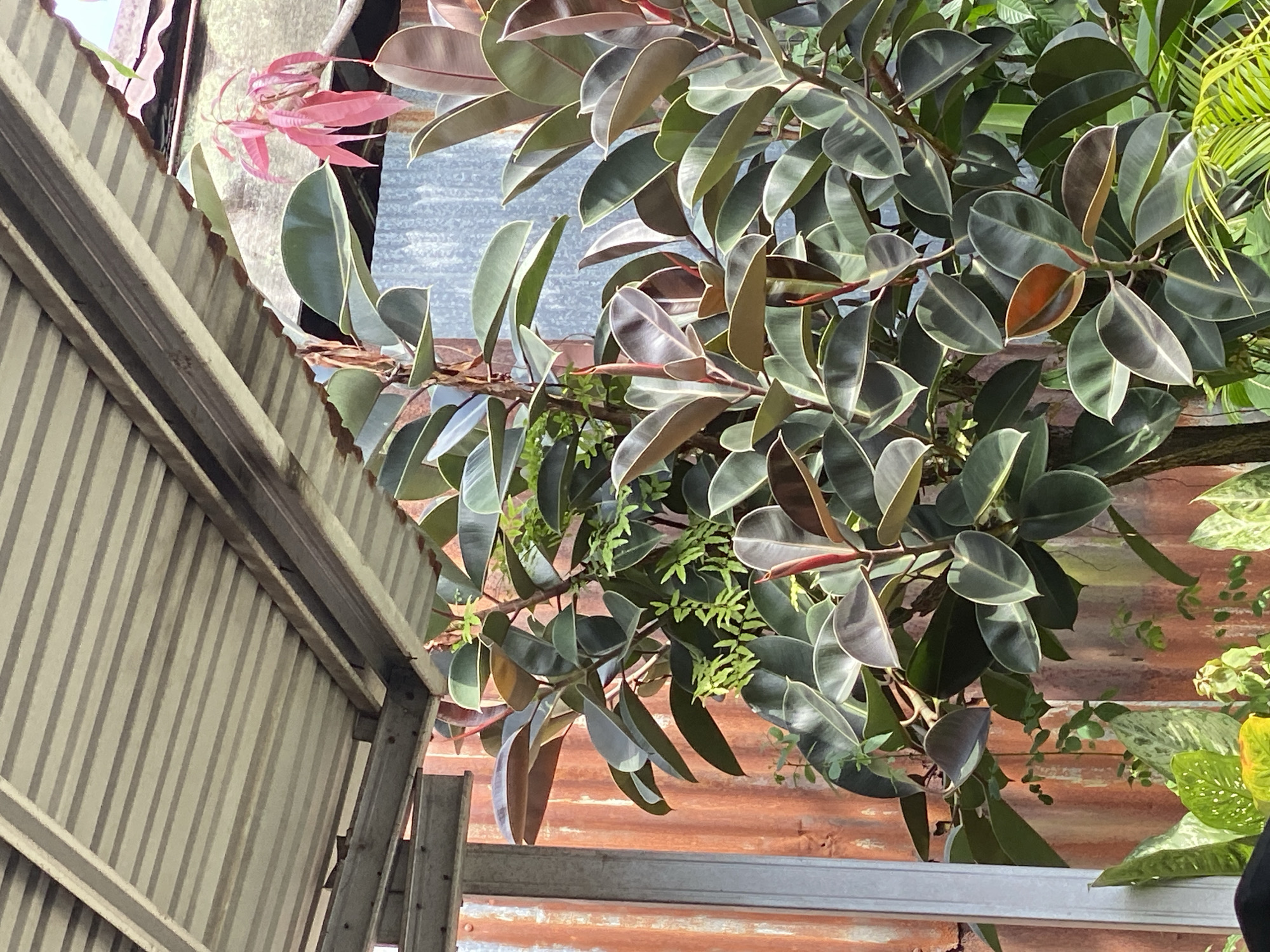 In Banjarmasin, Indonesia, a rubber plant with dark green leaves and reddish-brown undersides is the central subject, positioned in front of a rusty corrugated metal wall. Above the plant, a corrugated metal roof with visible support beams creates shade. A few delicate, pink-hued new leaves emerge from a branch at the top right of the rubber plant, reaching towards the roof. Various other green plants are visible in the foreground and background, some with variegated leaves. The scene appears to be an outdoor setting, possibly a backyard or a garden area.