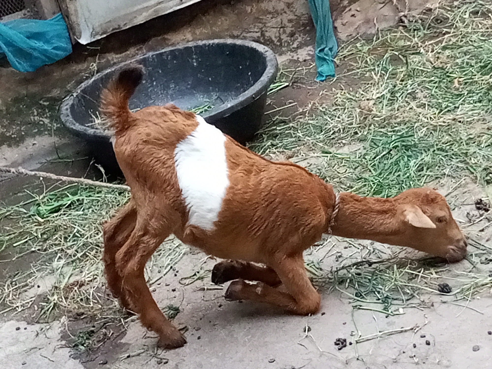 A young goat with brown and white fur is lying on the ground with its legs folded underneath its body. The goat has a rope around its neck, suggesting it might be tethered. The ground is a mix of dirt and dry grass, with some green grass scattered around. There is a large black trough behind the goat, and to the left, a blue tarp is visible. In the background, there appears to be some sort of structure made of light-colored material. The scene seems to be outdoors, possibly in a farm or rural setting. The lighting suggests it could be daytime, but the weather is not discernible. There is no visible text in the image. The goat's posture might indicate it is resting or experiencing some distress.