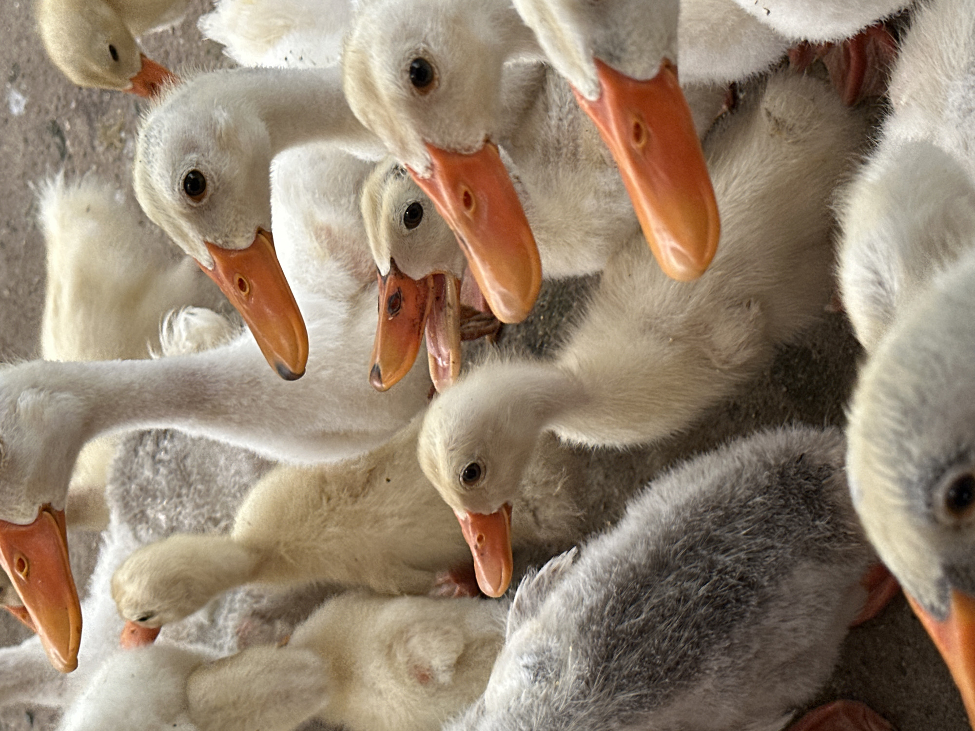 A close-up, eye-level shot captures a flock of young geese huddled together. Their fluffy down feathers range in color from white to light yellow and grey. Many of the geese have distinctive bright orange beaks and feet. The background is blurred, suggesting a shallow depth of field and focusing attention on the birds. The geese appear to be gathered on a dusty or gravelly surface, possibly a farmyard or enclosure. The image does not depict any specific urban or environmental features of Nam Hoa Lư Ward, Vietnam, and instead focuses entirely on the animal subjects.