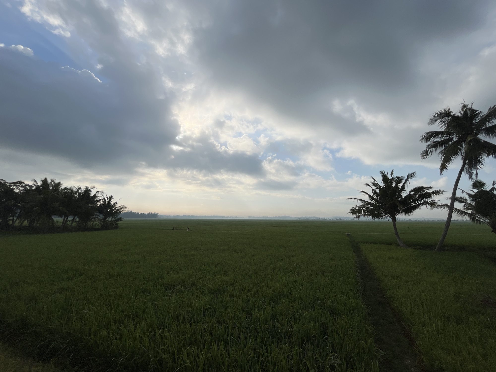 The image captures a wide, lush green rice paddy field under a dramatic, cloudy sky. The sun is breaking through the clouds in the upper left quadrant, casting soft rays onto the scene. Several palm trees are scattered throughout the landscape, with a cluster of them on the left and two more prominent ones on the right, their fronds silhouetted against the sky. A faint, narrow path winds through the paddy field towards the right. In the far distance, a hazy horizon suggests more agricultural land or possibly a town. The overall atmosphere is serene and rural, with a hint of the approaching day or evening. This scene is located in Tambakreja, Indonesia.