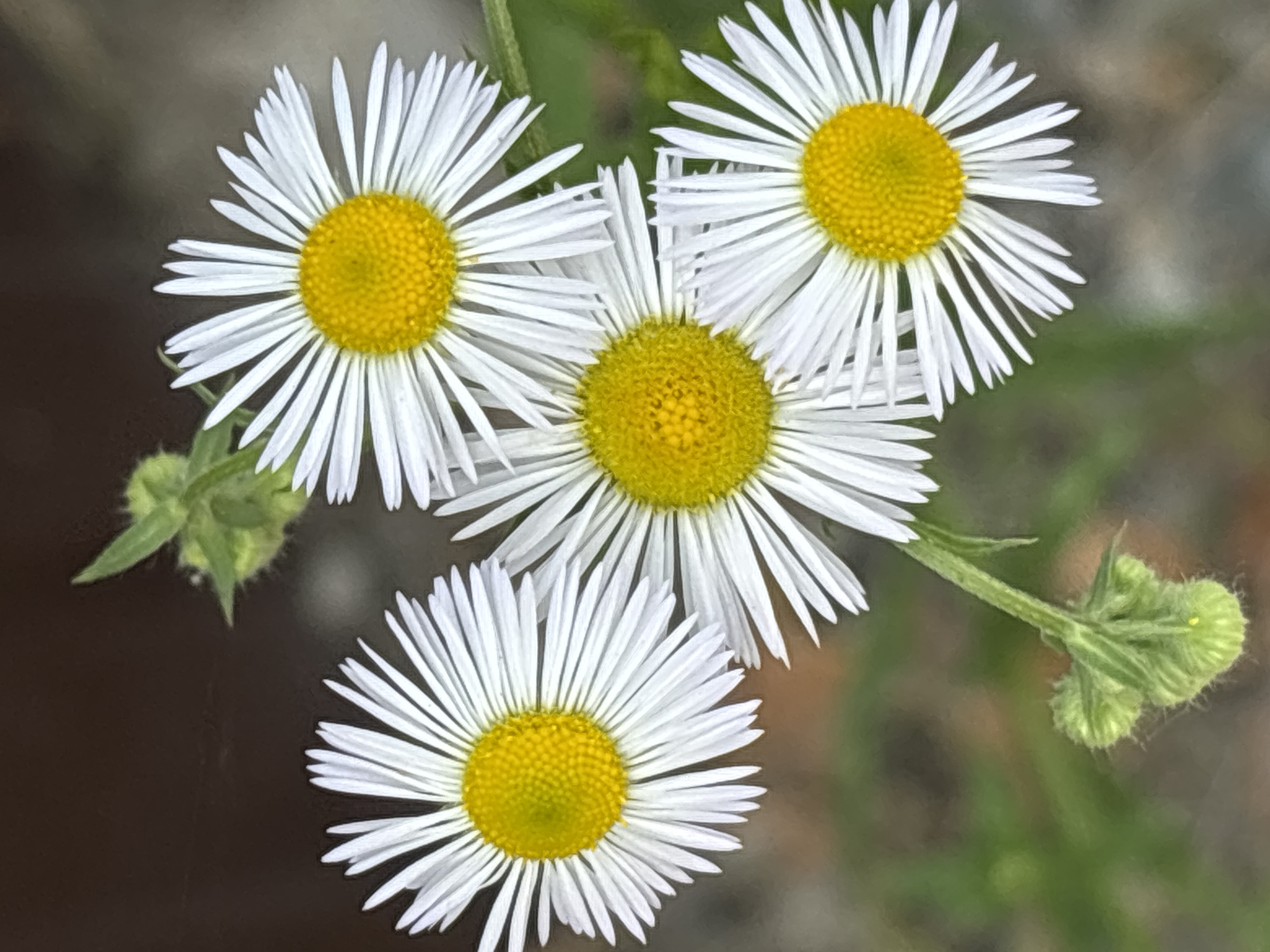 This media file features a close-up, top-down view of four white daisies with yellow centers, arranged in a cluster against a softly blurred background of greens and browns. The daisies are the primary subjects, with their delicate white ray florets radiating outwards and their textured yellow disc florets forming the center. The lighting suggests it is daytime, likely outdoors, given the natural subject matter and ambient light. There are also some green buds and a stem visible, indicating the flowers are in bloom or about to bloom. The overall impression is one of natural beauty and tranquility. The location context of Sochi, Russia, implies a potentially temperate or subtropical climate where such flowers would thrive. No text is visible in the image.