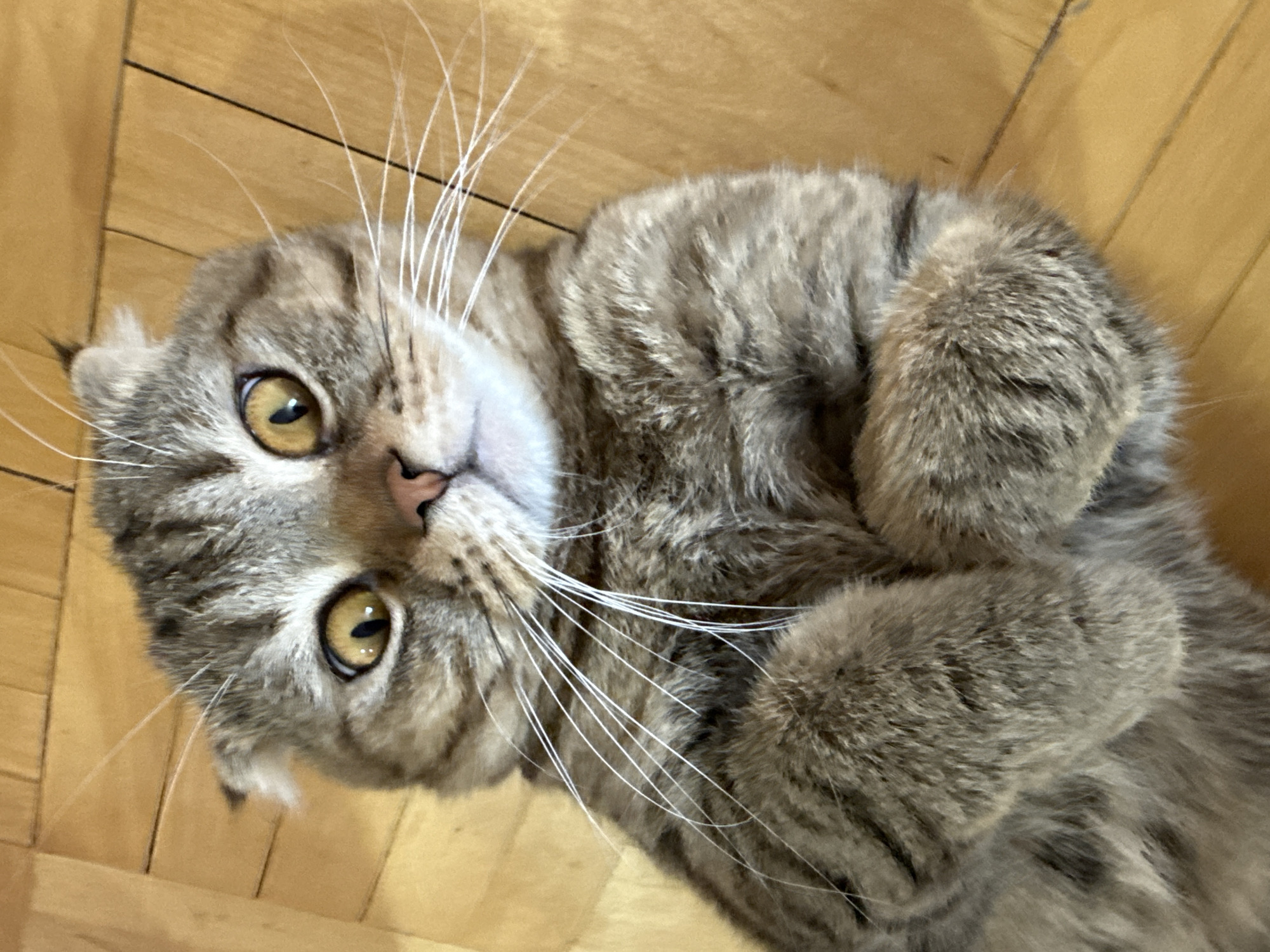 A tan and grey tabby cat with golden eyes is lying on its back on a light brown wooden floor, with its paws curled up near its chest. The cat is looking directly at the camera. The cat has long white whiskers.