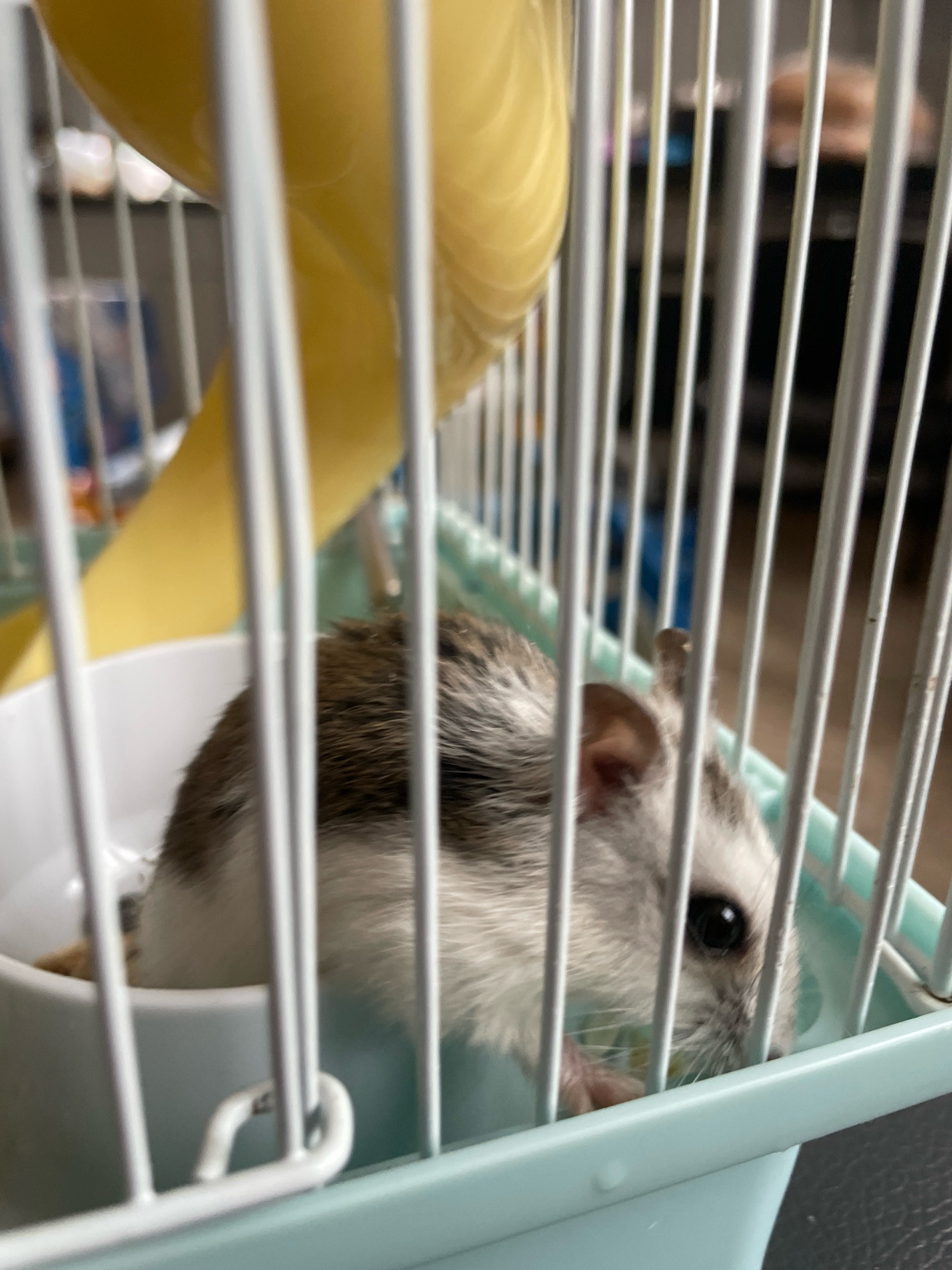 In a hamster cage, a dwarf hamster with grey and white fur is partially visible, peeking from inside a white food bowl. The cage has light blue plastic base and white metal bars. A yellow tube-like structure is visible in the background, attached to the cage. The scene is indoors, with the cage placed on a dark surface, possibly a table or floor. The background shows a blurred indoor environment with some objects and shelves. There is no indication of the location being in Baranovka, Russia, or any other specific city.